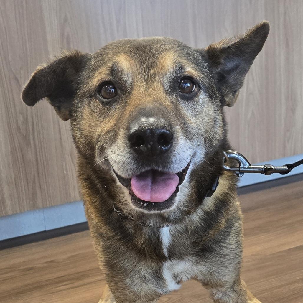 Enlarge Johnny, a Adoptable Mixed Breed in Nashville, IN image 5/6