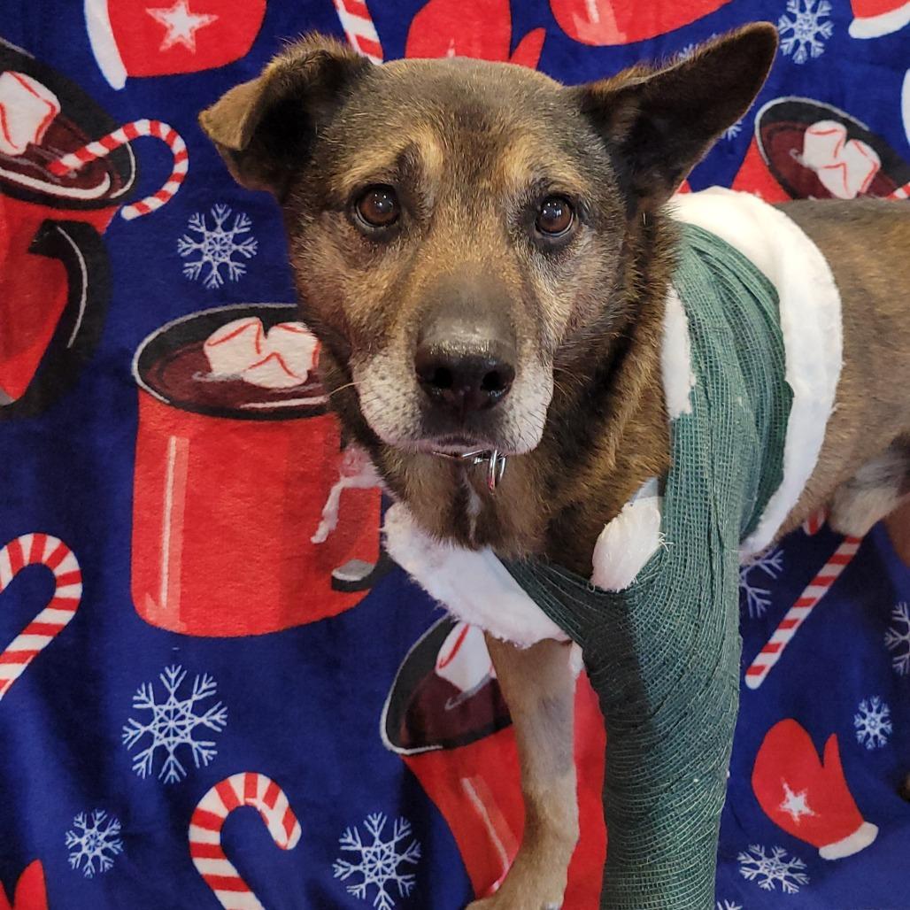 Enlarge Johnny, a Adoptable Mixed Breed in Nashville, IN image 6/6