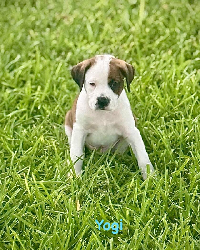 Enlarge Bear Litter - Yogi, a Adoptable Boxer in Monticello, NY image 2/3