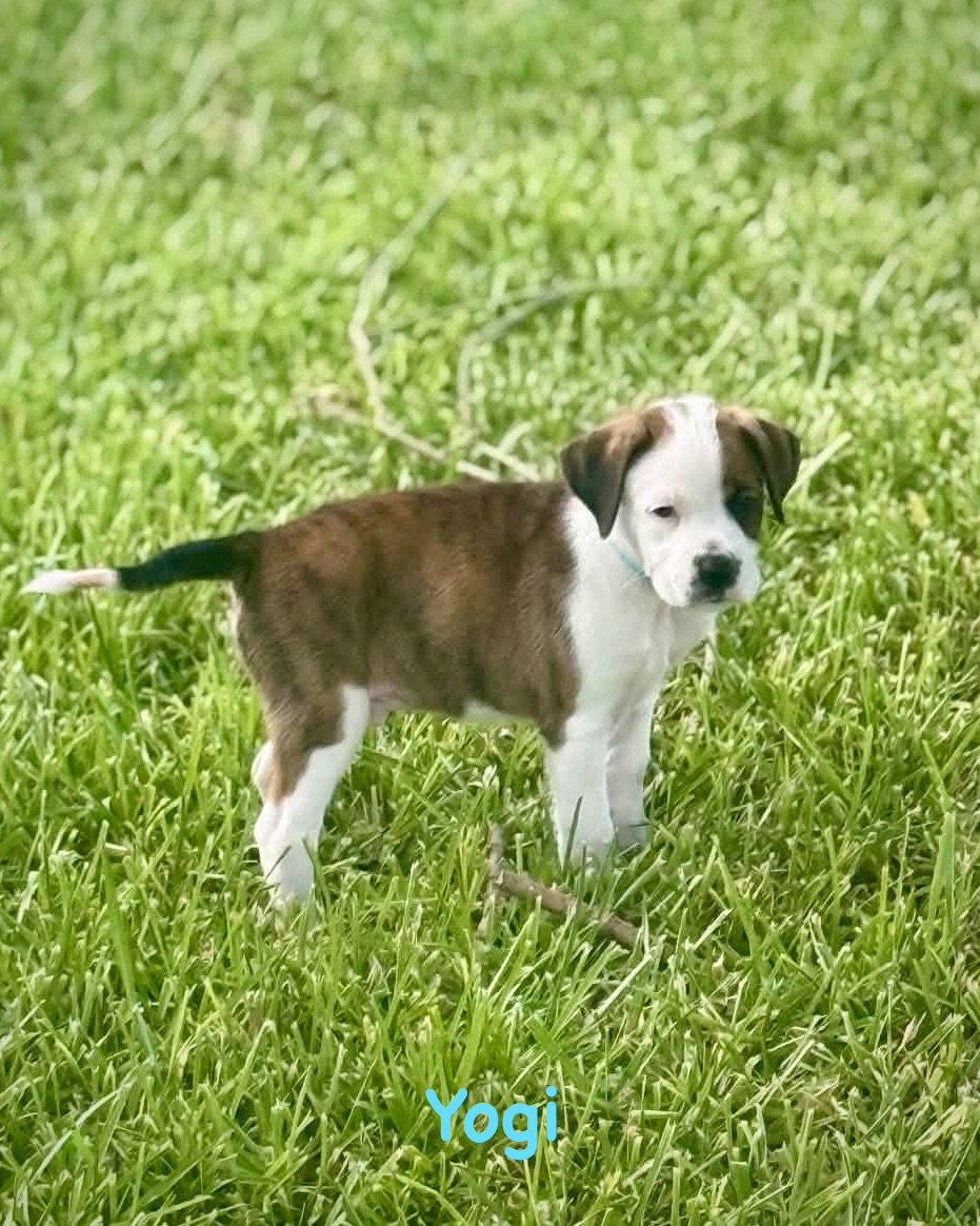 Enlarge Bear Litter - Yogi, a Adoptable Boxer in Monticello, NY image 3/3