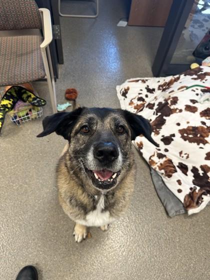 Bailey, ADOPTABLE, Senior Female German Shepherd Dog.