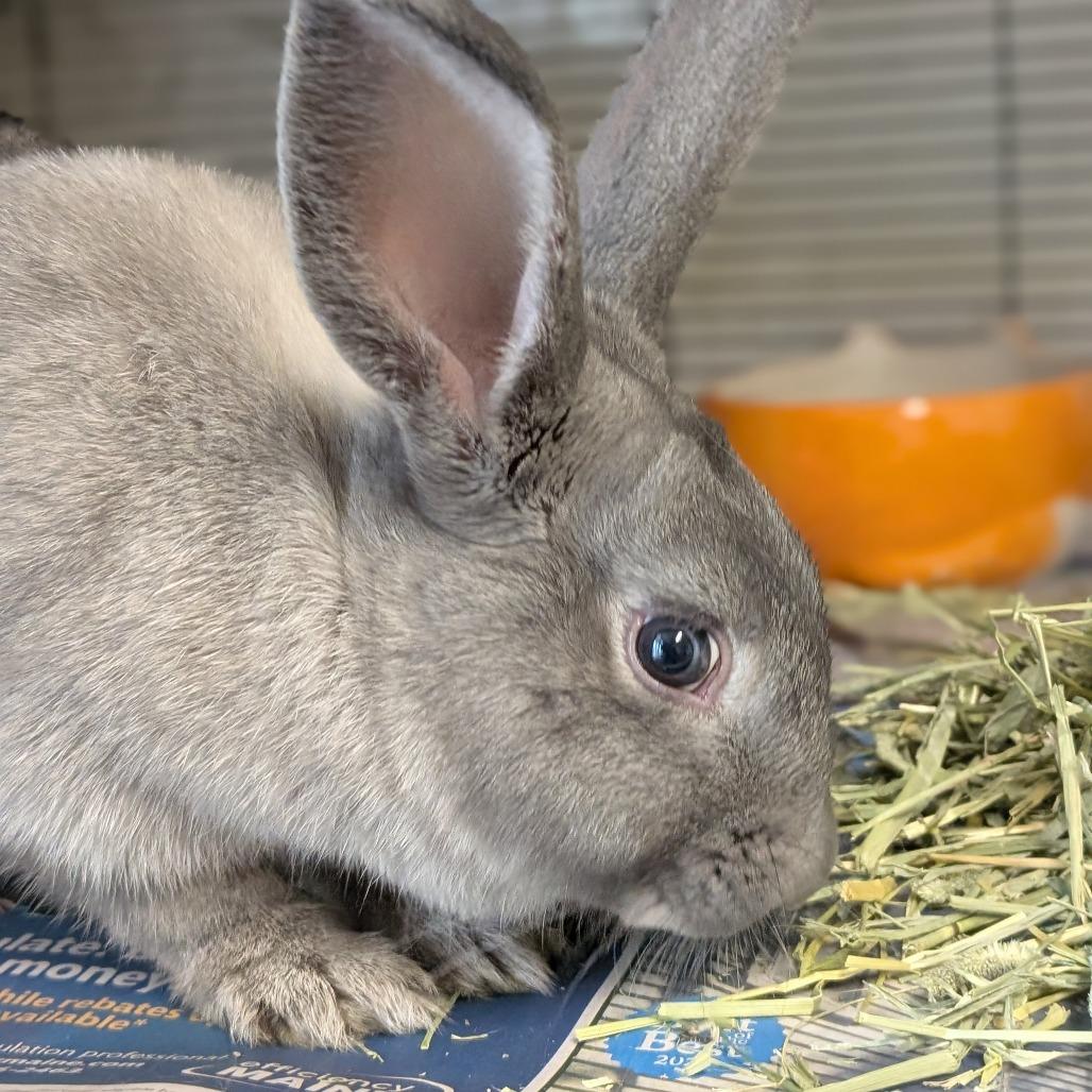 Clark, Adoptable, Young Female American.