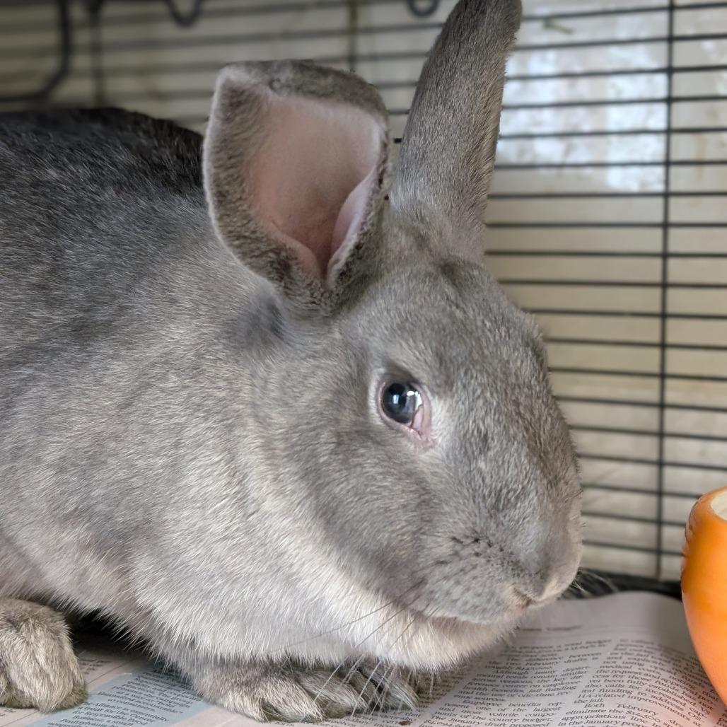 Enlarge Clark, a Adoptable American in Thomaston, ME image 2/4