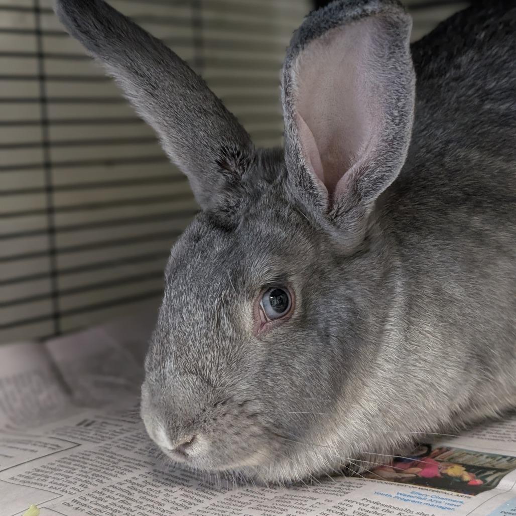 Enlarge Clark, a Adoptable American in Thomaston, ME image 3/4