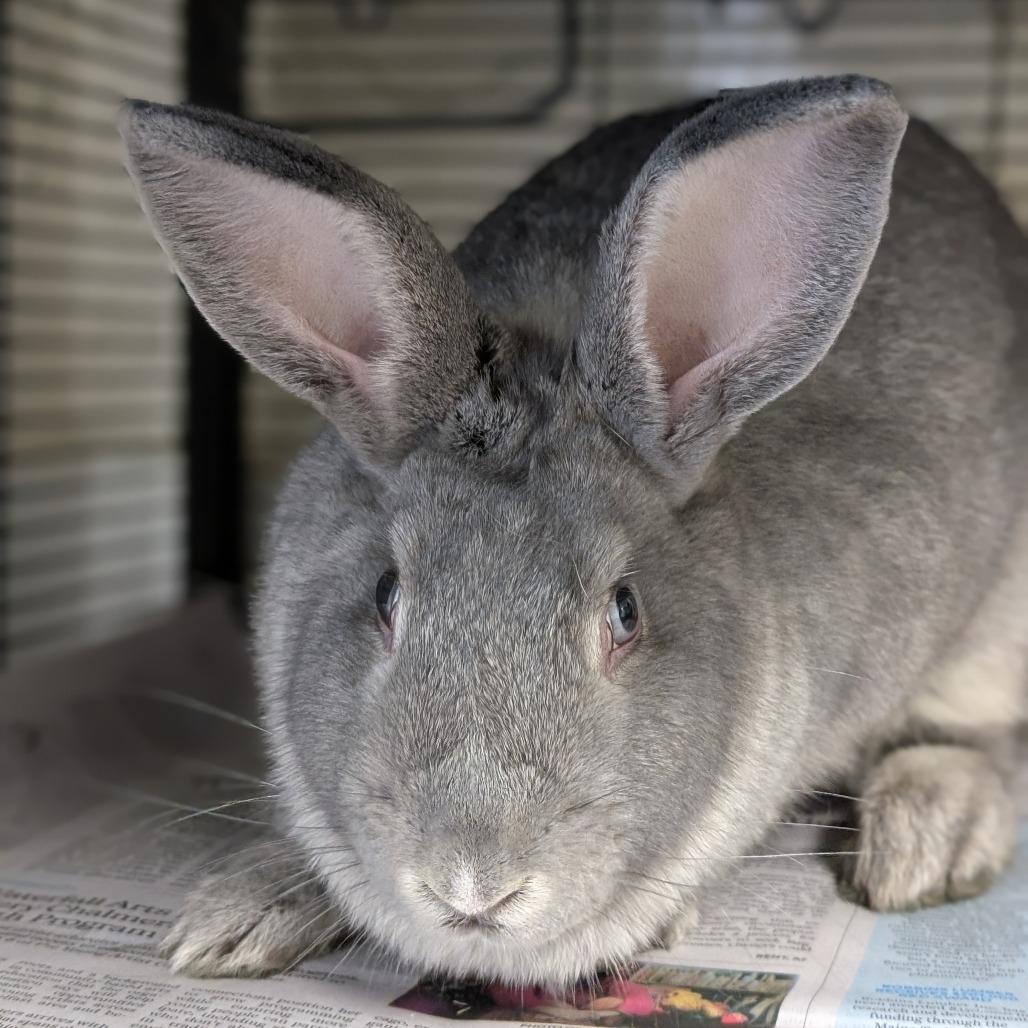 Enlarge Clark, a Adoptable American in Thomaston, ME image 4/4