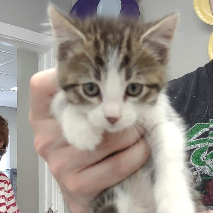Vesper, Adoptable, Kitten Female Domestic Short Hair.