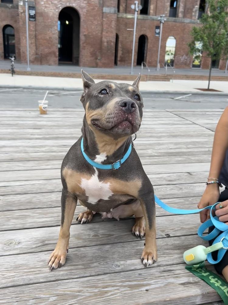 Patron, Adoptable, Adult Female Mixed Breed.