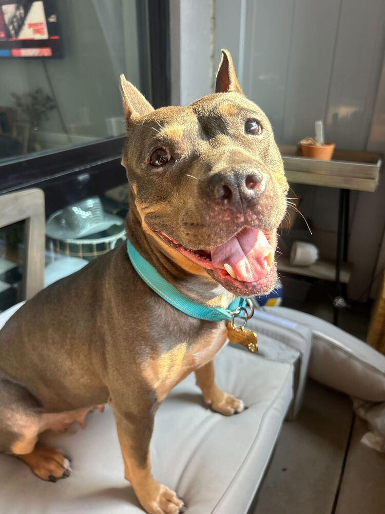 Patron, a Adoptable mixed breed in New York, NY image 2/3