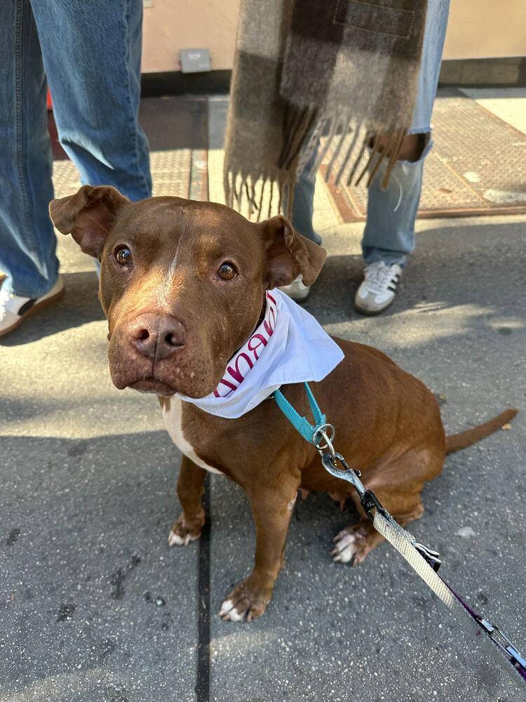 Patron, a Adoptable mixed breed in New York, NY image 3/3