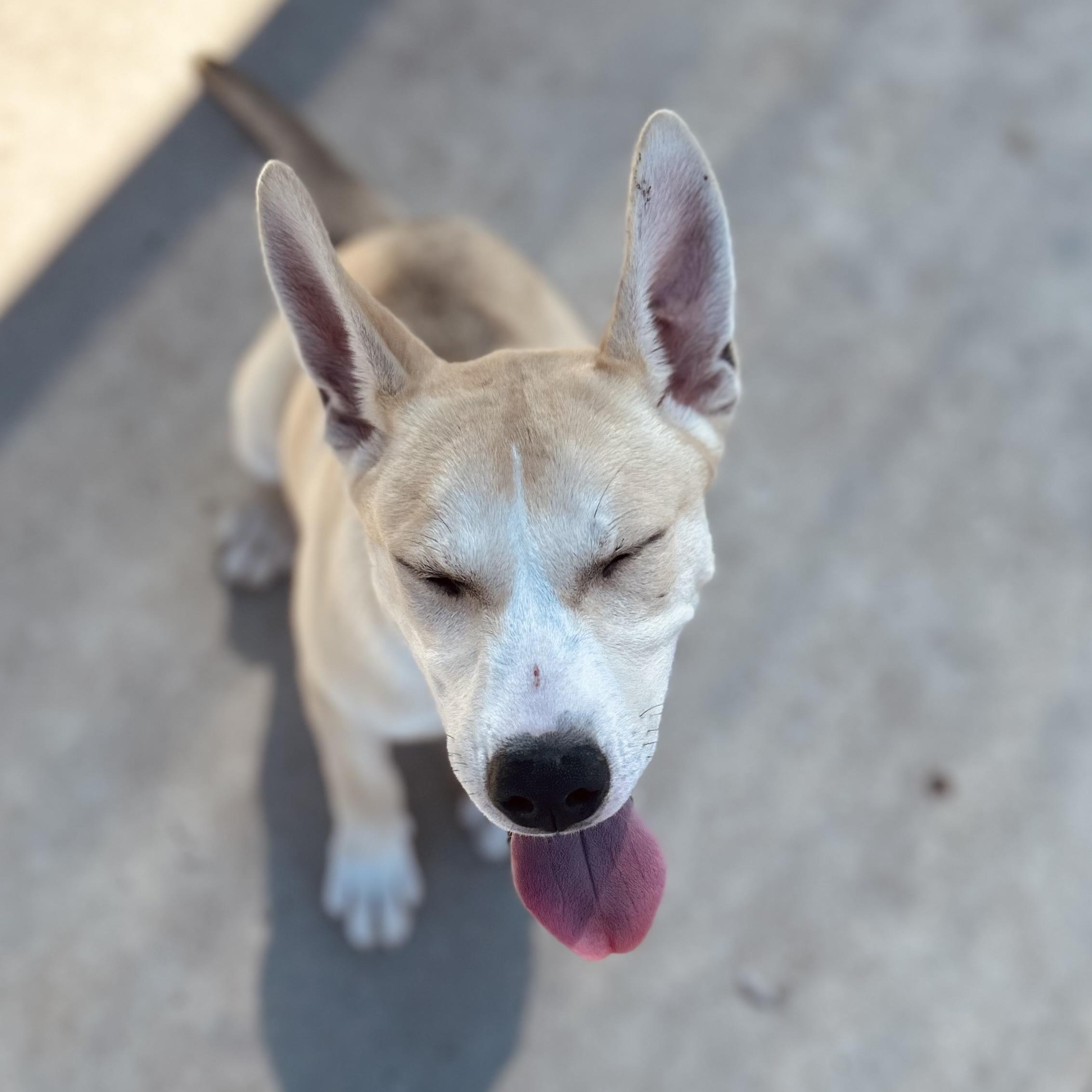 Conner, ADOPTABLE, Puppy Male Husky & Shepherd.