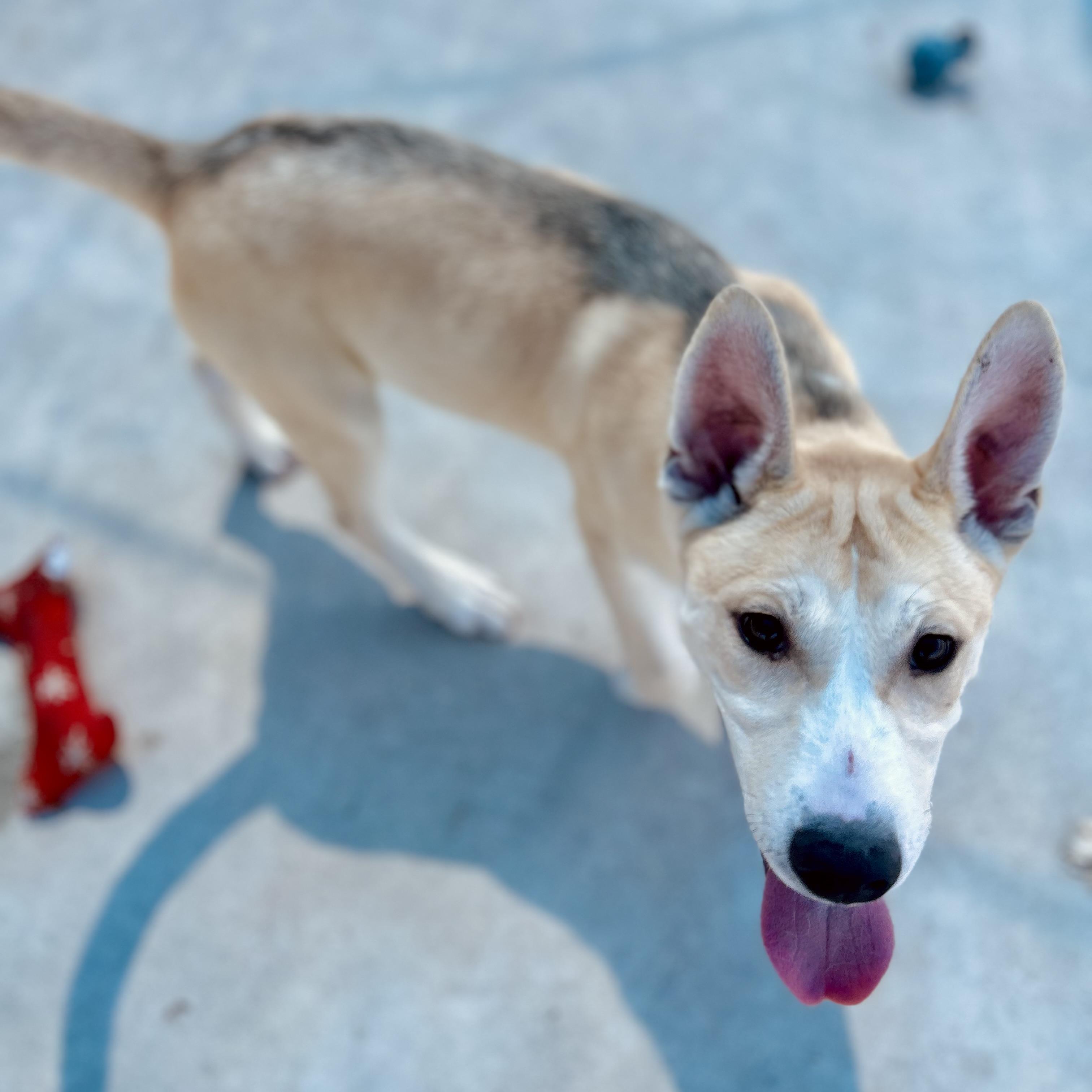 Enlarge Conner, a ADOPTABLE mixed breed in Seguin, TX image 2/6