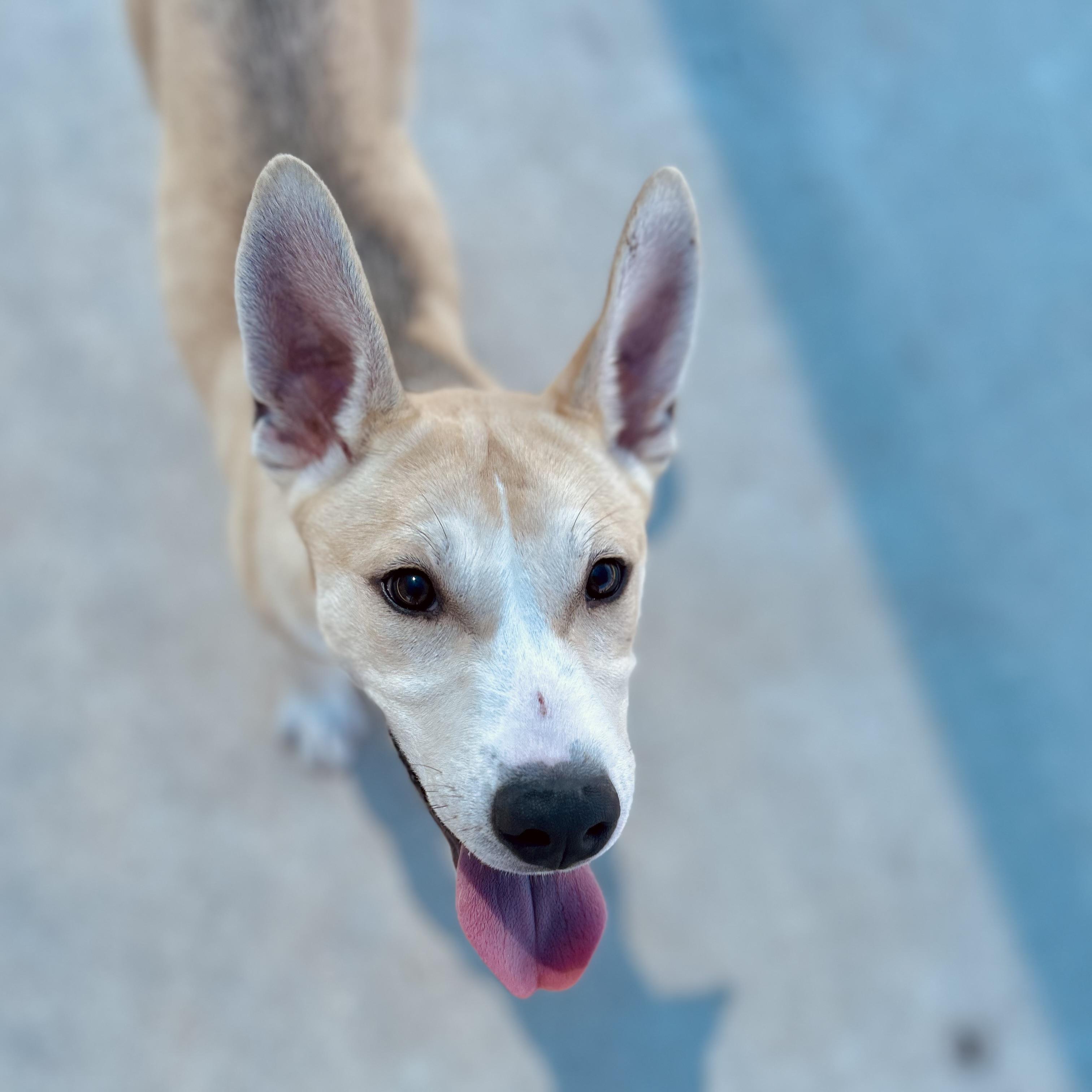 Enlarge Conner, a ADOPTABLE mixed breed in Seguin, TX image 4/6