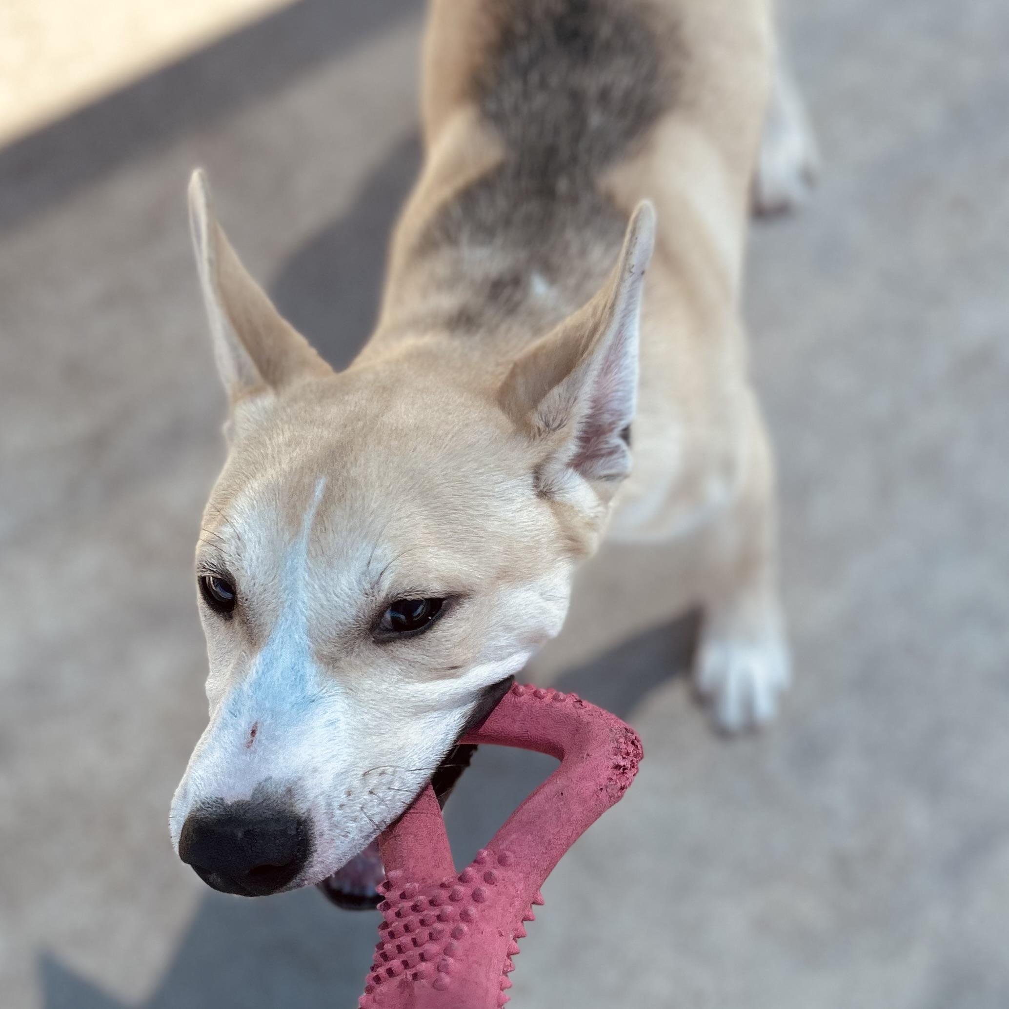 Enlarge Conner, a ADOPTABLE mixed breed in Seguin, TX image 5/6
