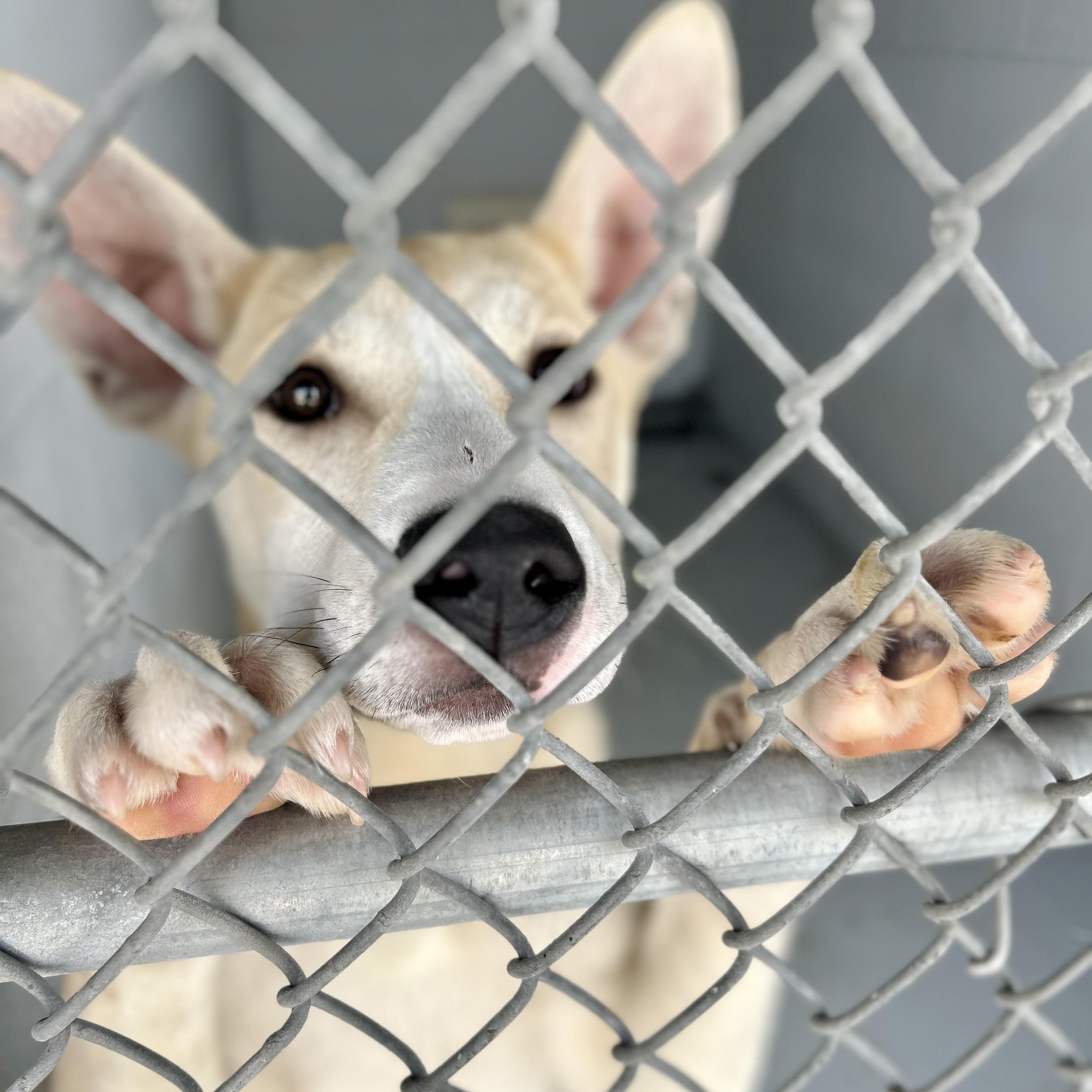 Enlarge Conner, a ADOPTABLE mixed breed in Seguin, TX image 6/6