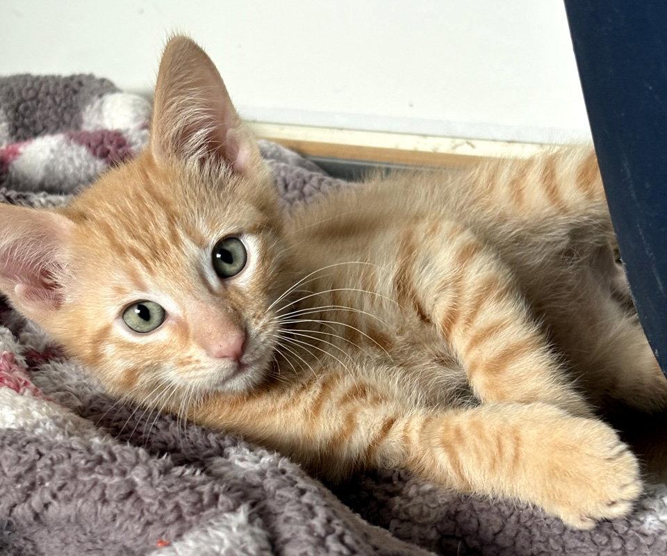 Sunkist, Adopted, Kitten Male Domestic Short Hair.