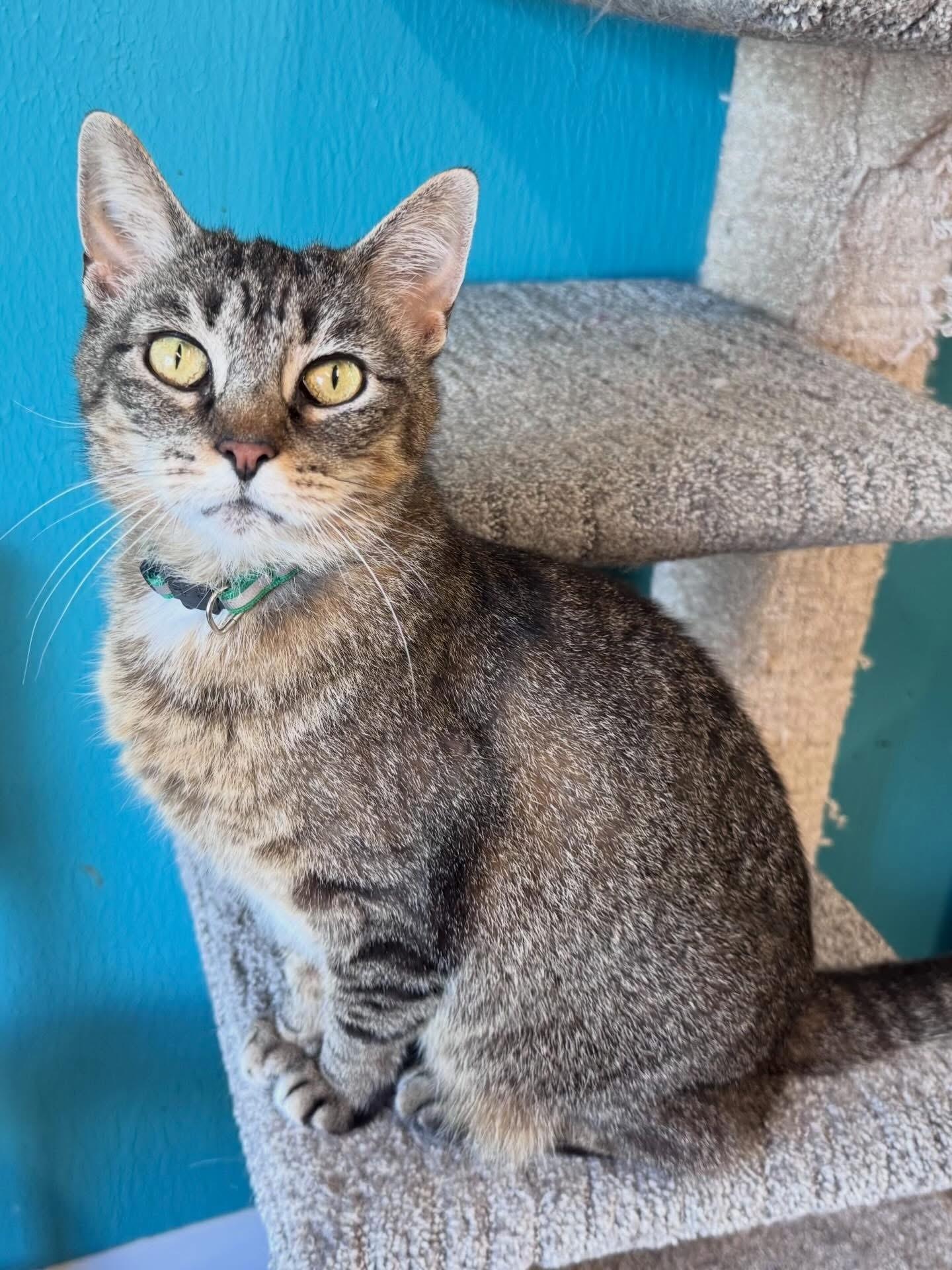 Enlarge KAMIKO, a Adoptable Tabby in Scottsburg, IN image 1/2