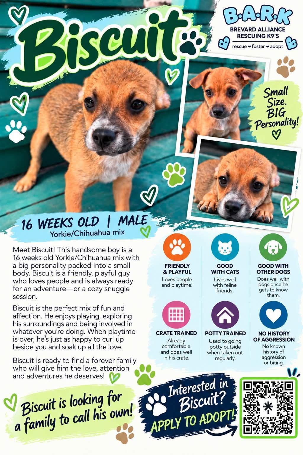 Enlarge Biscuit, a Adoptable mixed breed in Palm Bay, FL image 2/2
