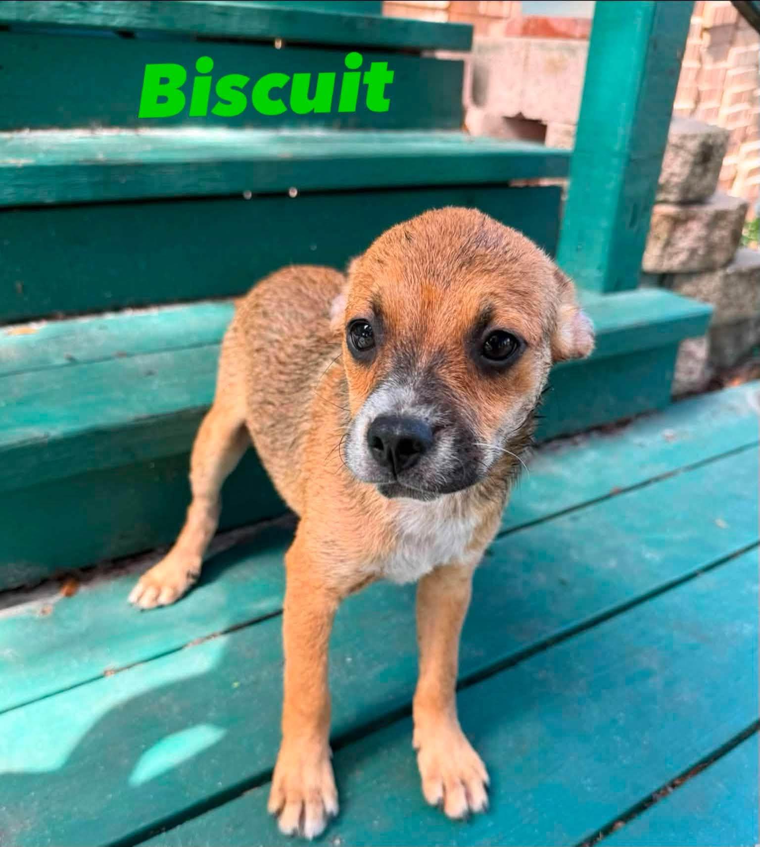 Enlarge Biscuit, a Adoptable mixed breed in Palm Bay, FL image 1/2
