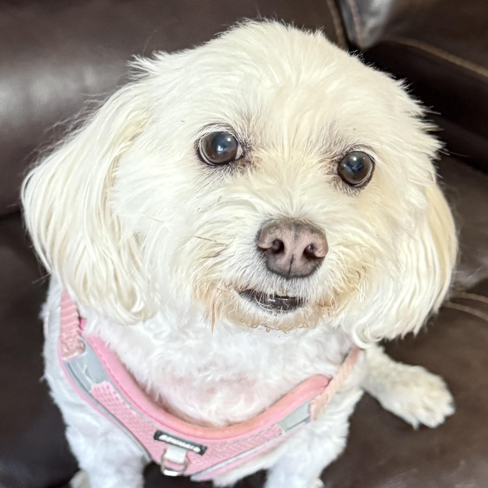Pippa