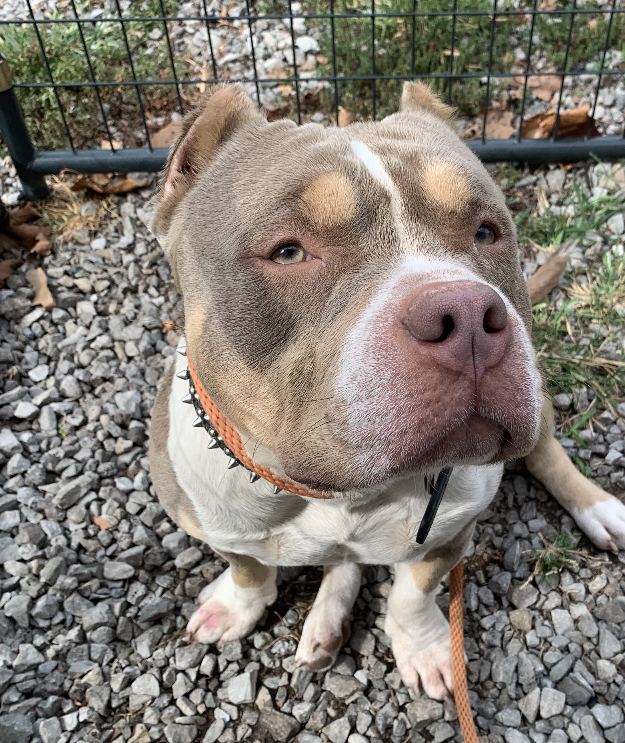 Dog for adoption Brix, an American Bully in McKeesport, PA Petfinder