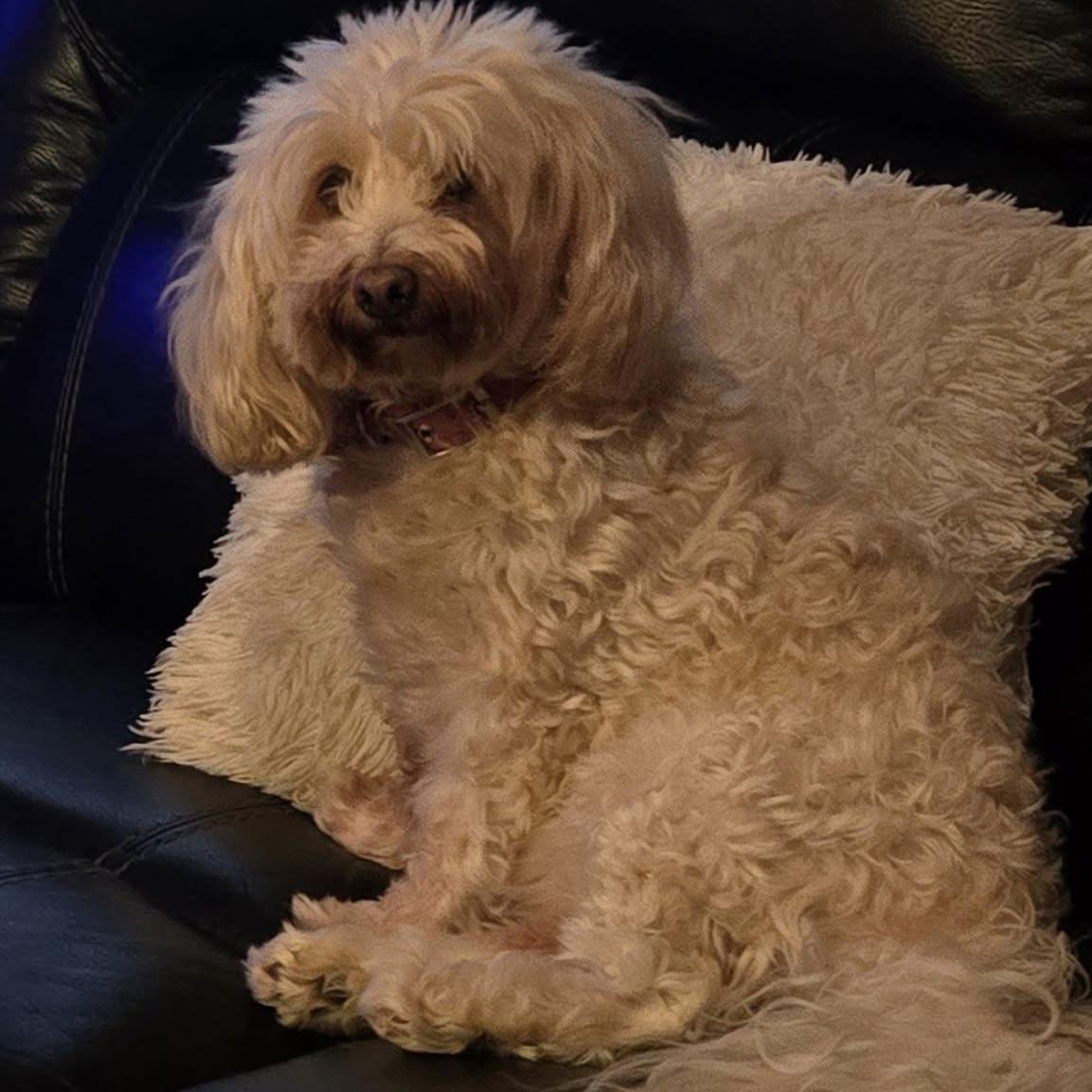 Enlarge Ernie & Stella (Bonded Pair), a hold mixed breed in Mississauga, ON image 2/6