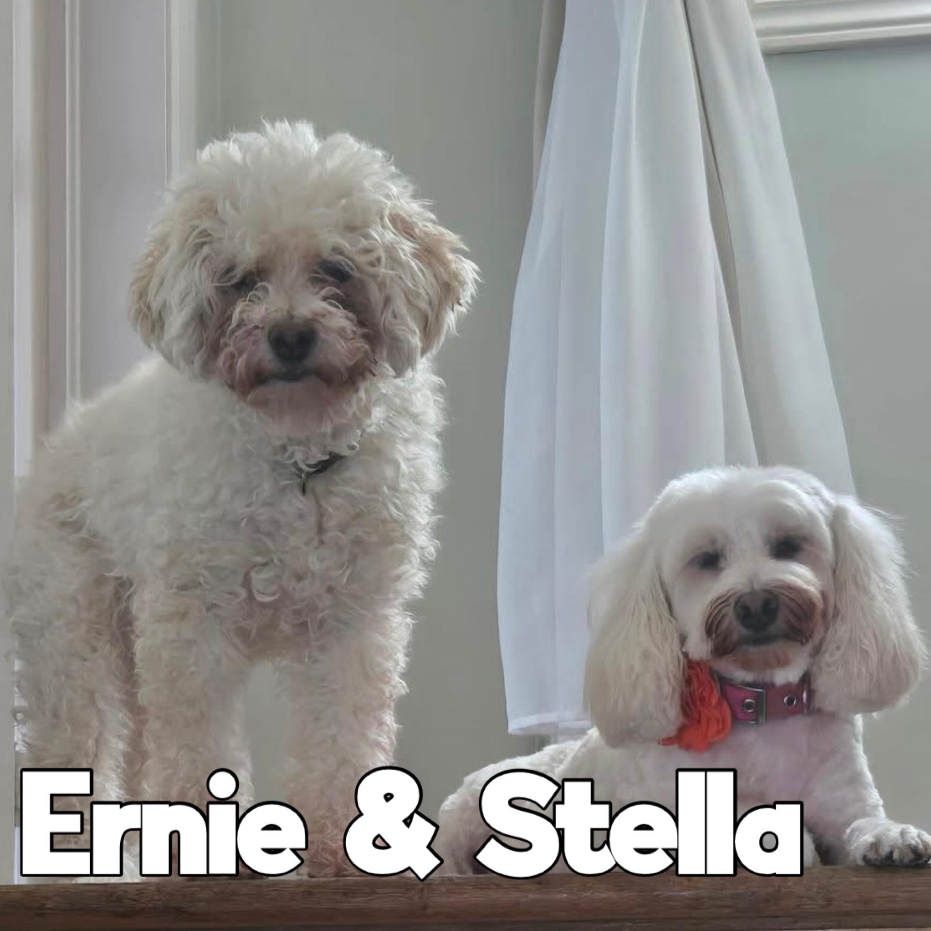 Ernie & Stella (Bonded Pair), Adoptable, Senior Male Mixed Breed & Poodle.