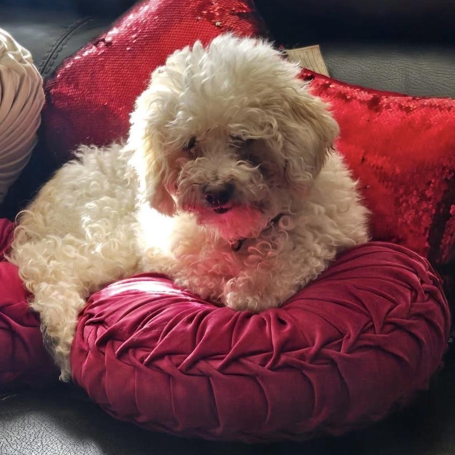 Enlarge Ernie & Stella (Bonded Pair), a hold mixed breed in Mississauga, ON image 5/6