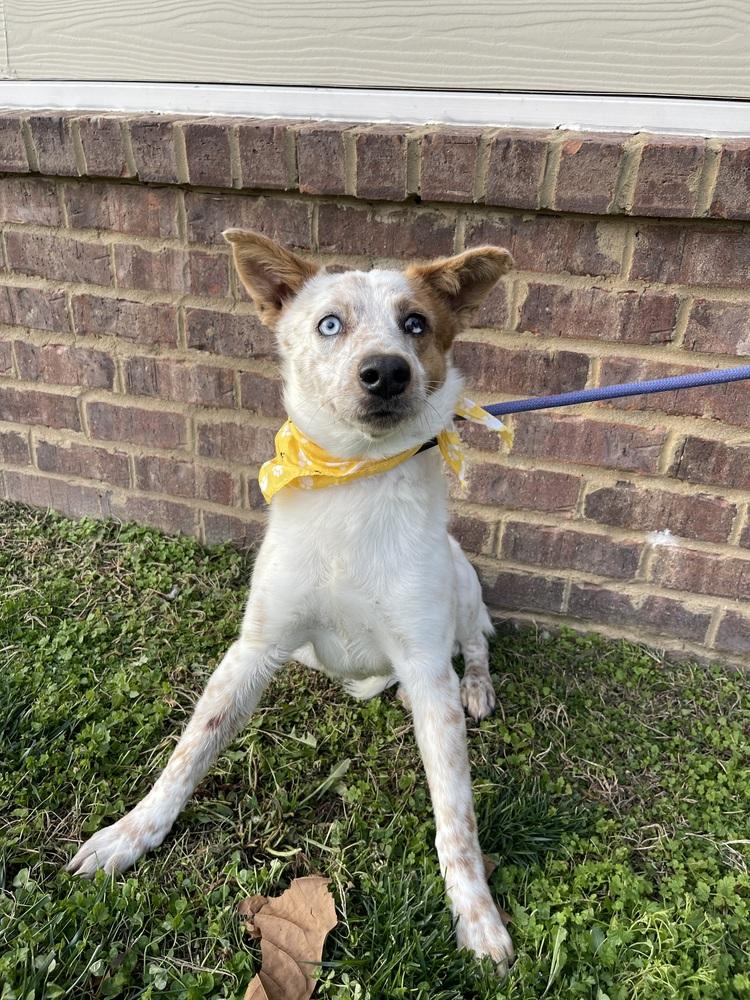 Charles Barkley, Adoptable, Young Male Australian Cattle Dog / Blue Heeler & Australian Shepherd.