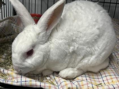 Aiden, Adoptable, Adult Male New Zealand.