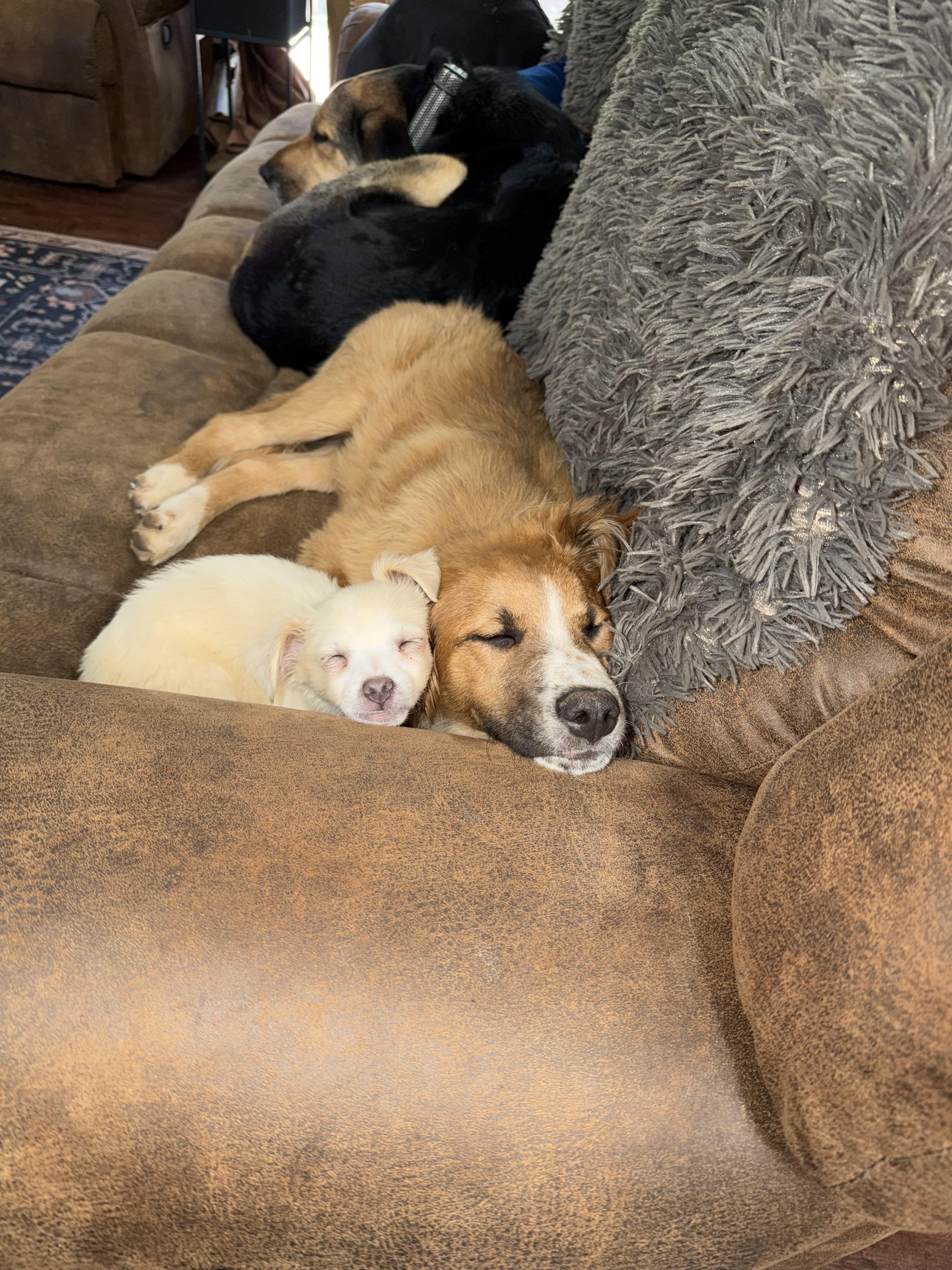 Enlarge Quaz, an adopted mixed breed in Sonora, CA image 4/5