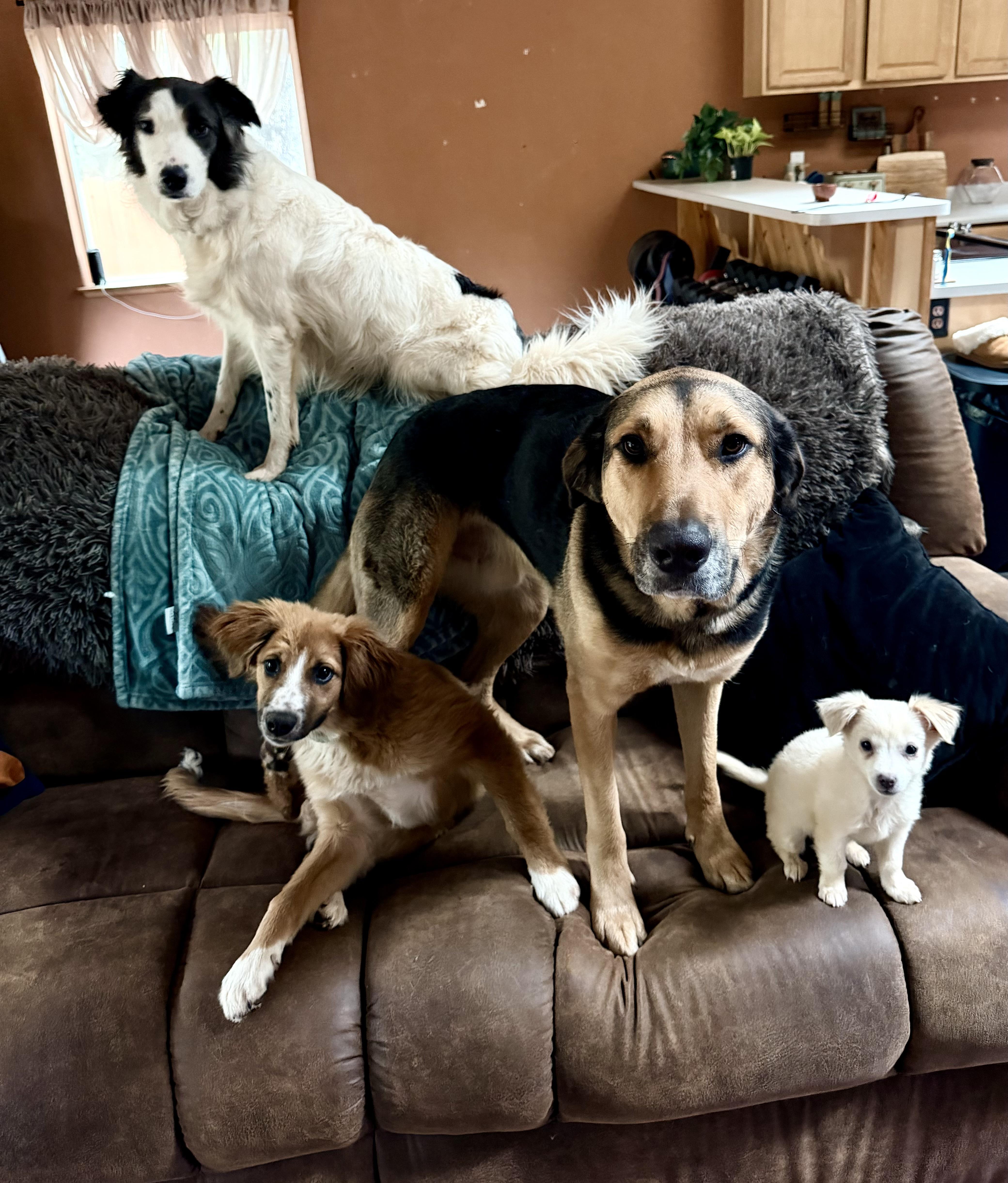 Enlarge Quaz, an adopted mixed breed in Sonora, CA image 3/5