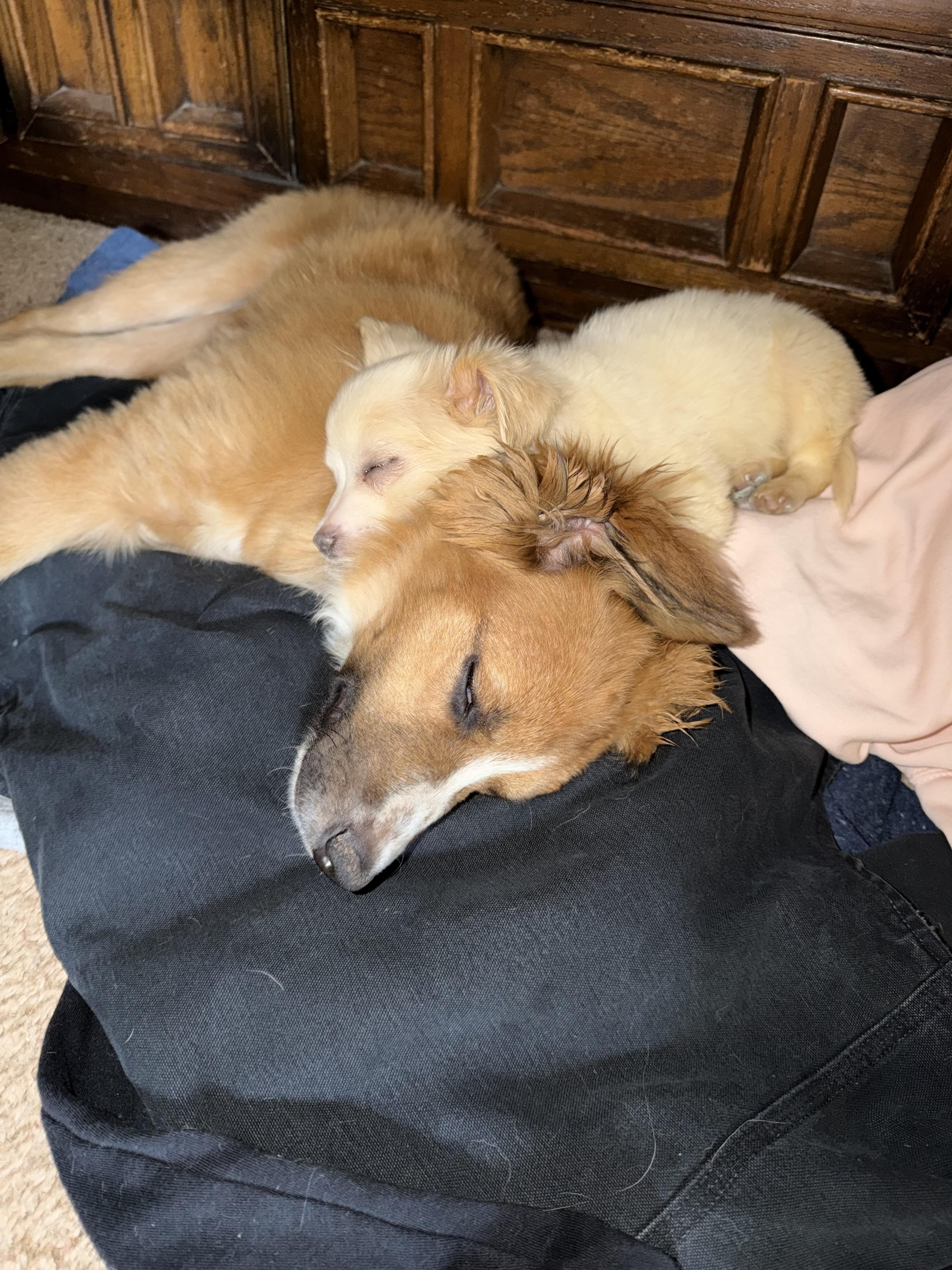 Enlarge Quaz, an adopted mixed breed in Sonora, CA image 5/5