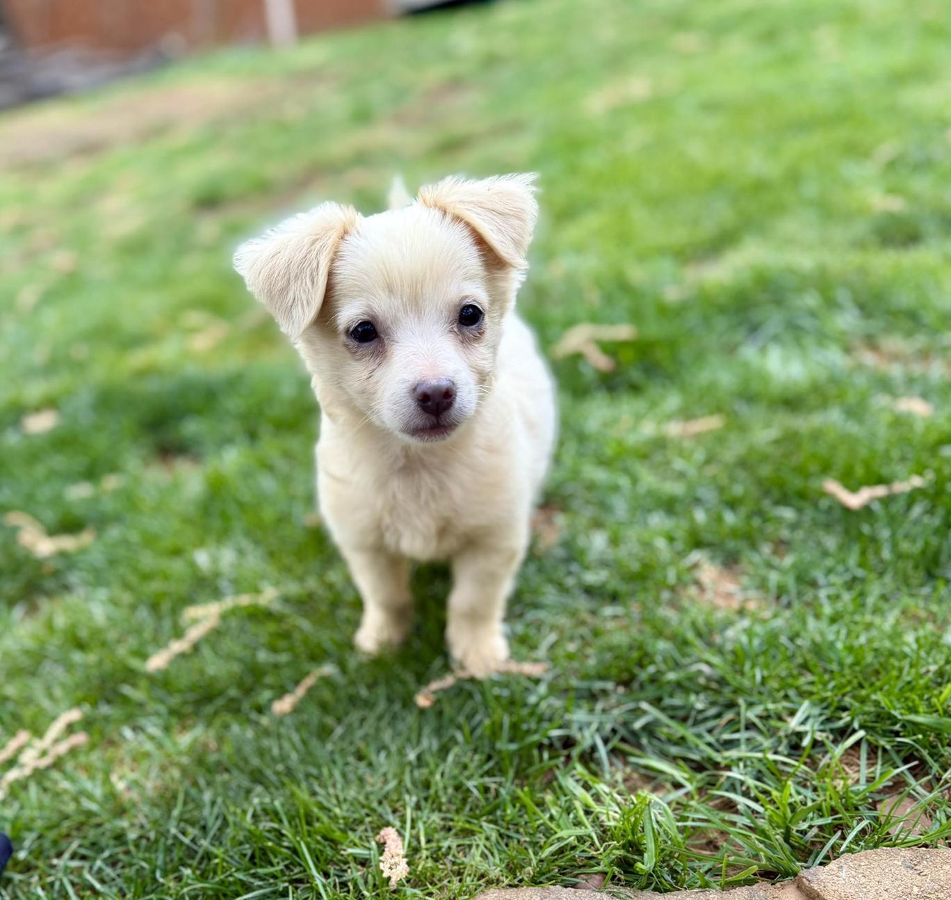 Enlarge Quaz, an adopted mixed breed in Sonora, CA image 1/5