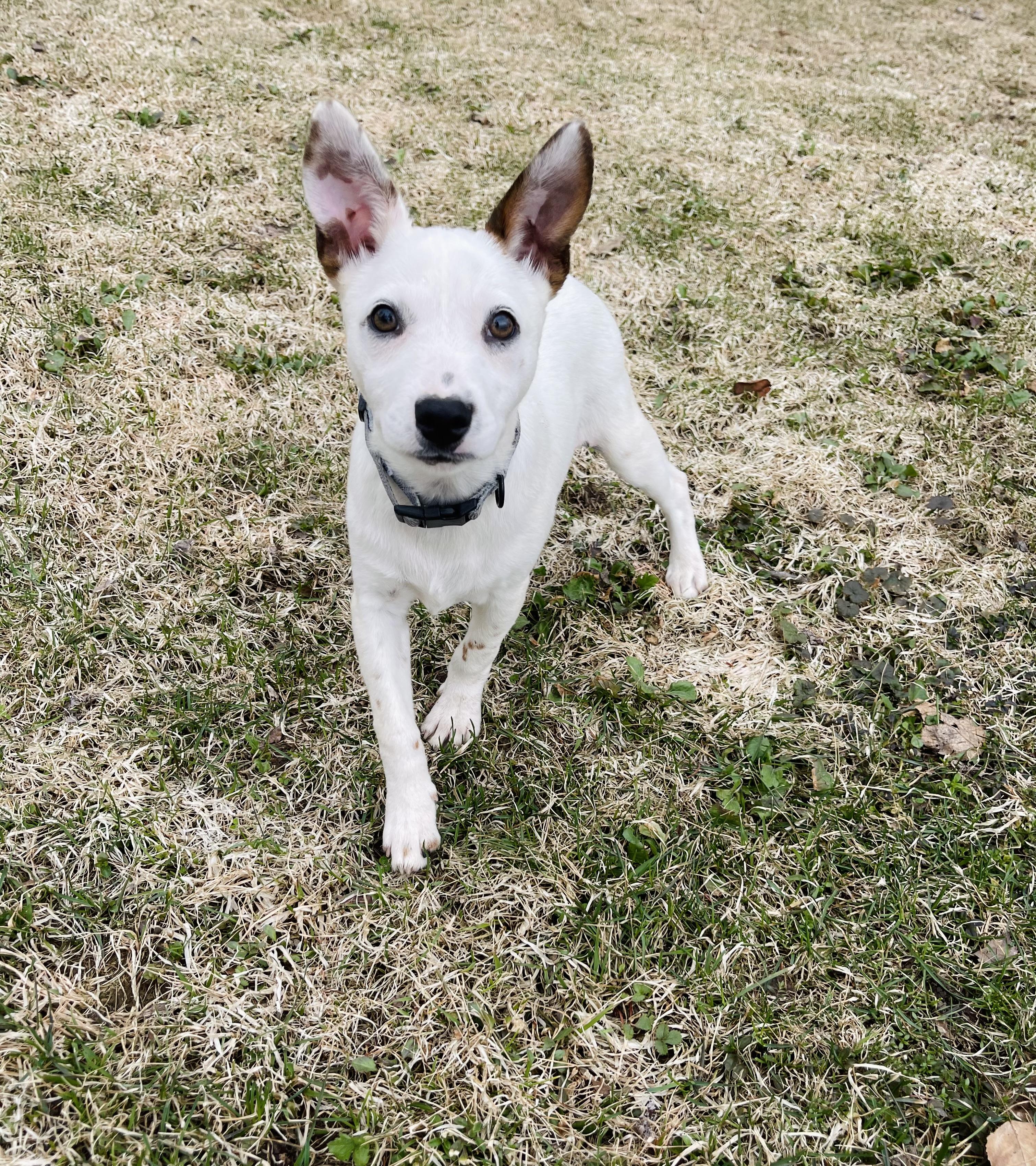 Chiquito, Adoptable, Puppy Male Dachshund & Cattle Dog.