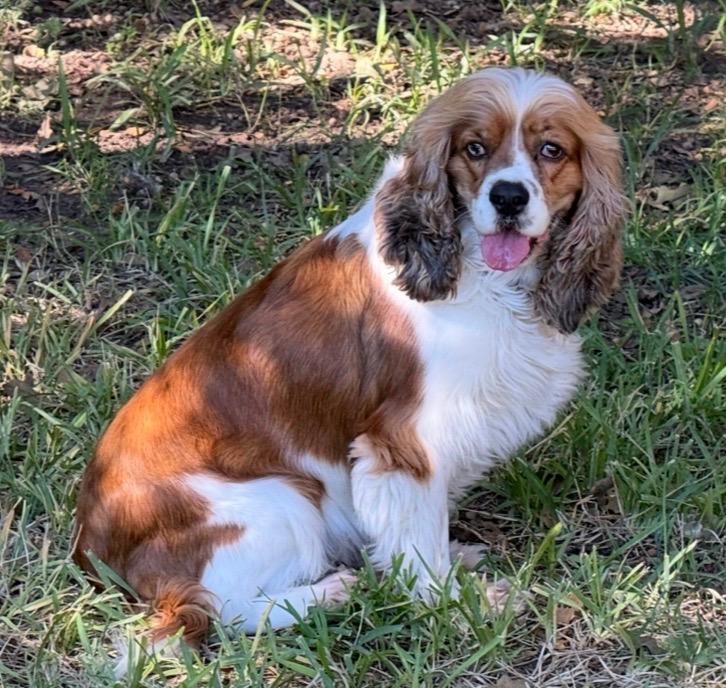 Enlarge Lucy Rose, a Adoptable Cocker Spaniel in Plano, TX image 3/6