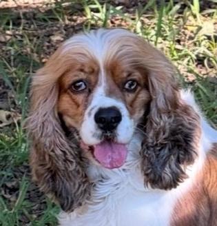 Lucy Rose, Adoptable, Adult Female Cocker Spaniel.