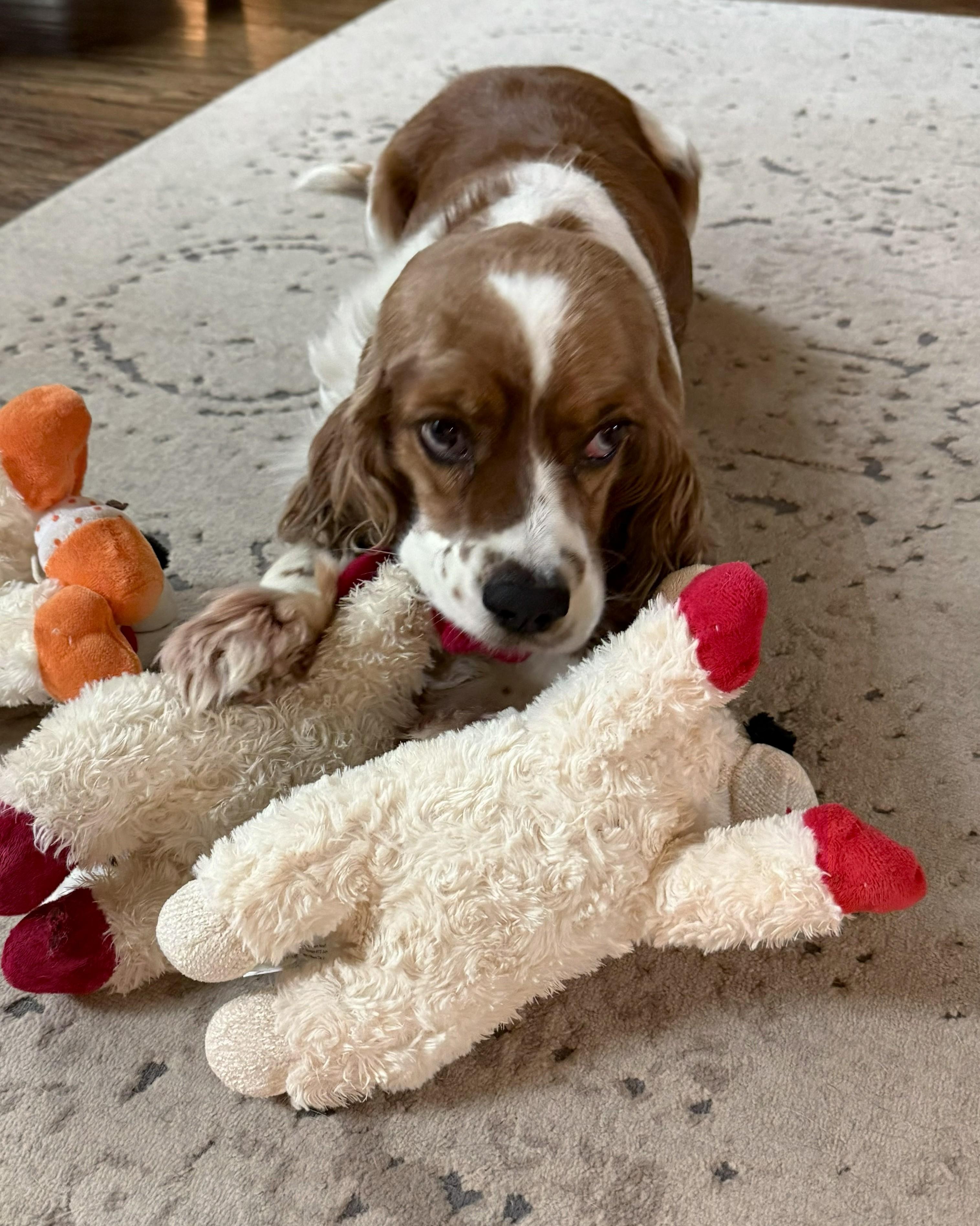 Enlarge Lucy Rose, a Adoptable Cocker Spaniel in Plano, TX image 5/6