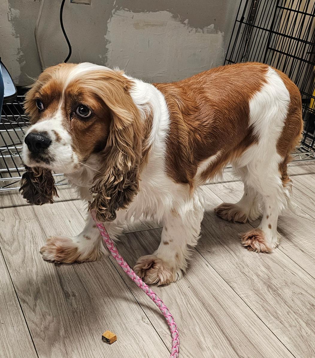 Enlarge Lucy Rose, a Adoptable Cocker Spaniel in Plano, TX image 2/6