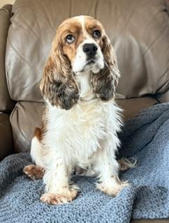 Enlarge Lucy Rose, a Adoptable Cocker Spaniel in Plano, TX image 6/6