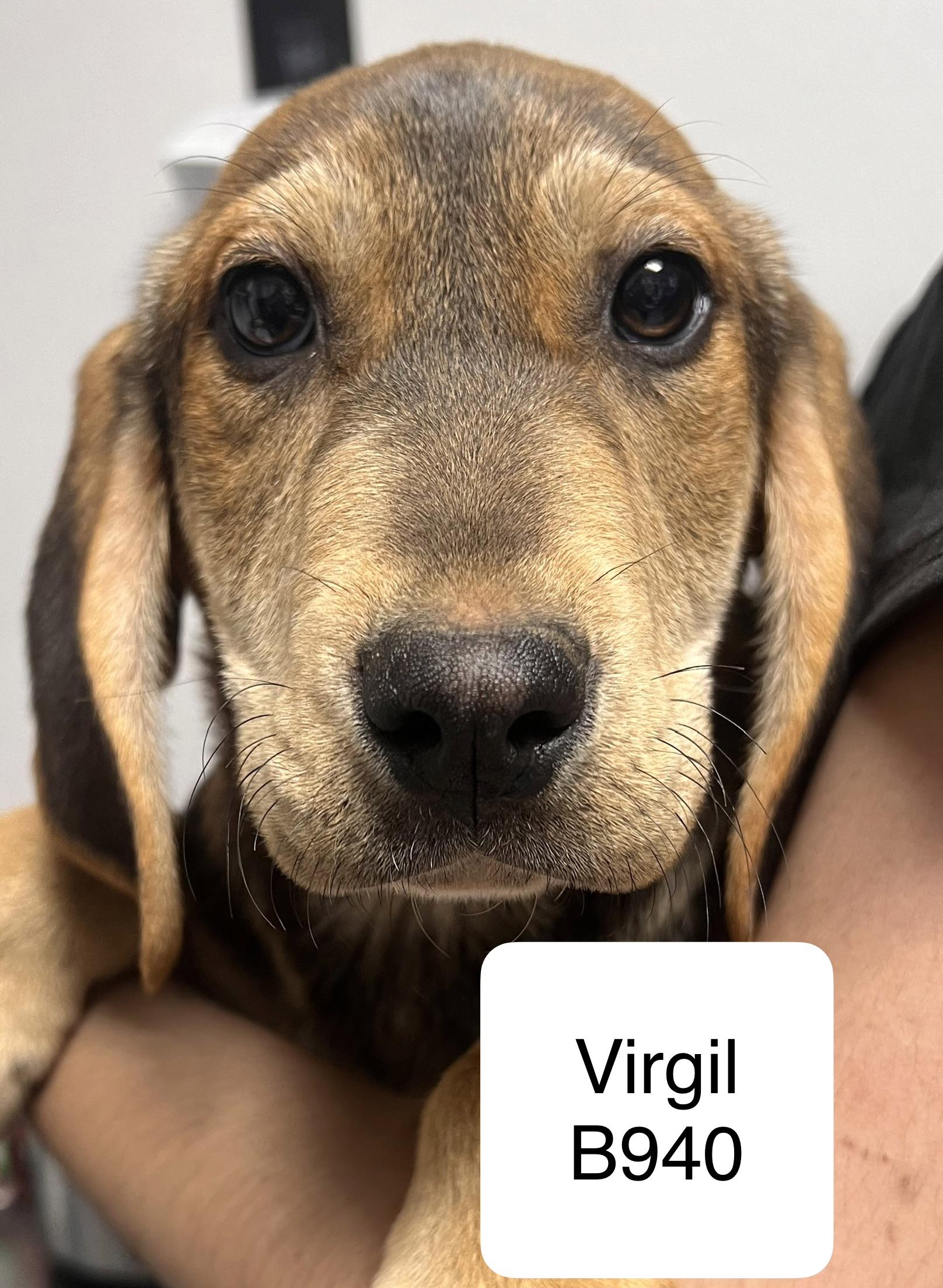 Enlarge Virgil, a ADOPTABLE mixed breed in Morganton, NC image 1/1