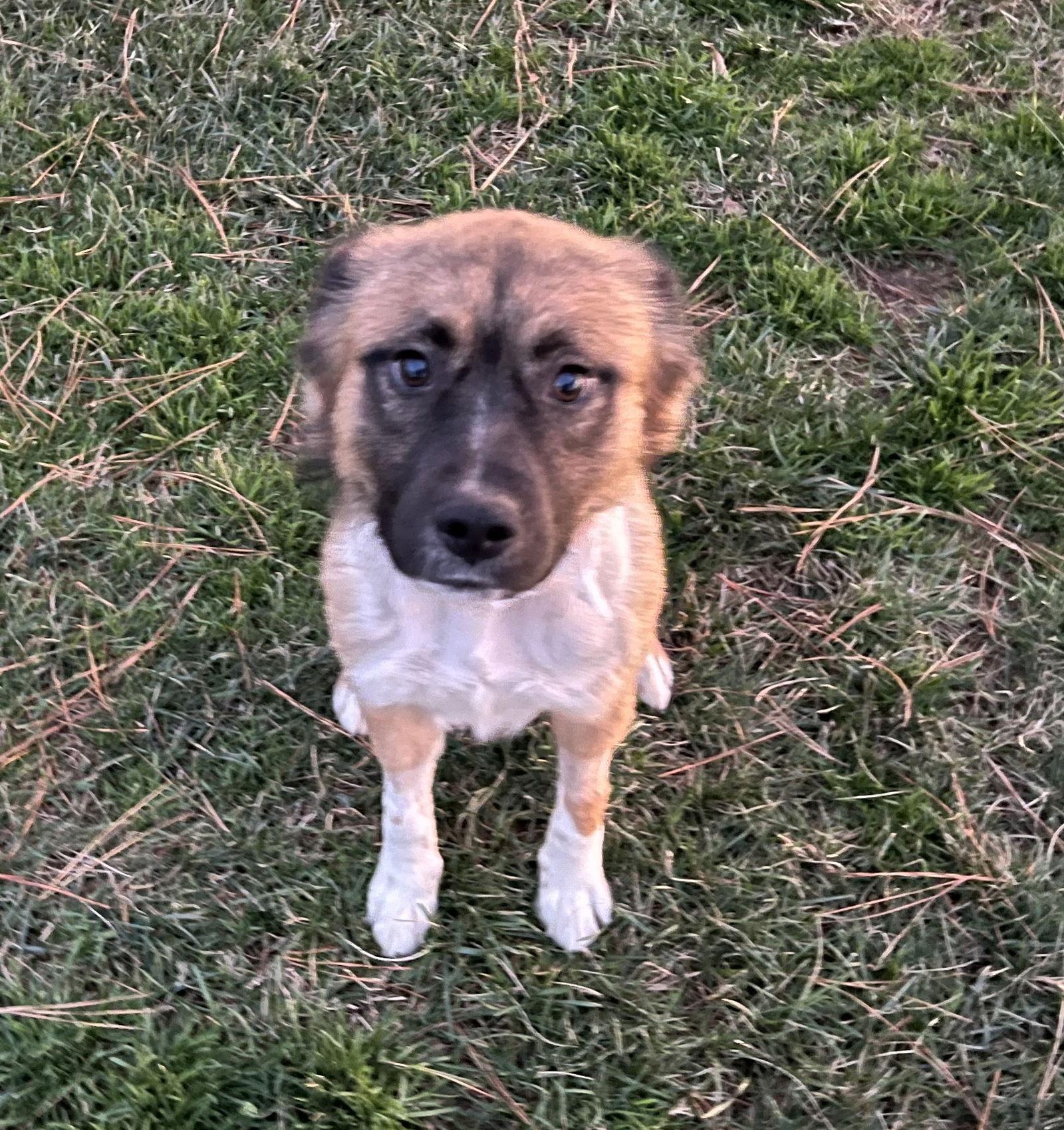 Champion Mercury, Adopted, Young Male Shetland Sheepdog / Sheltie.