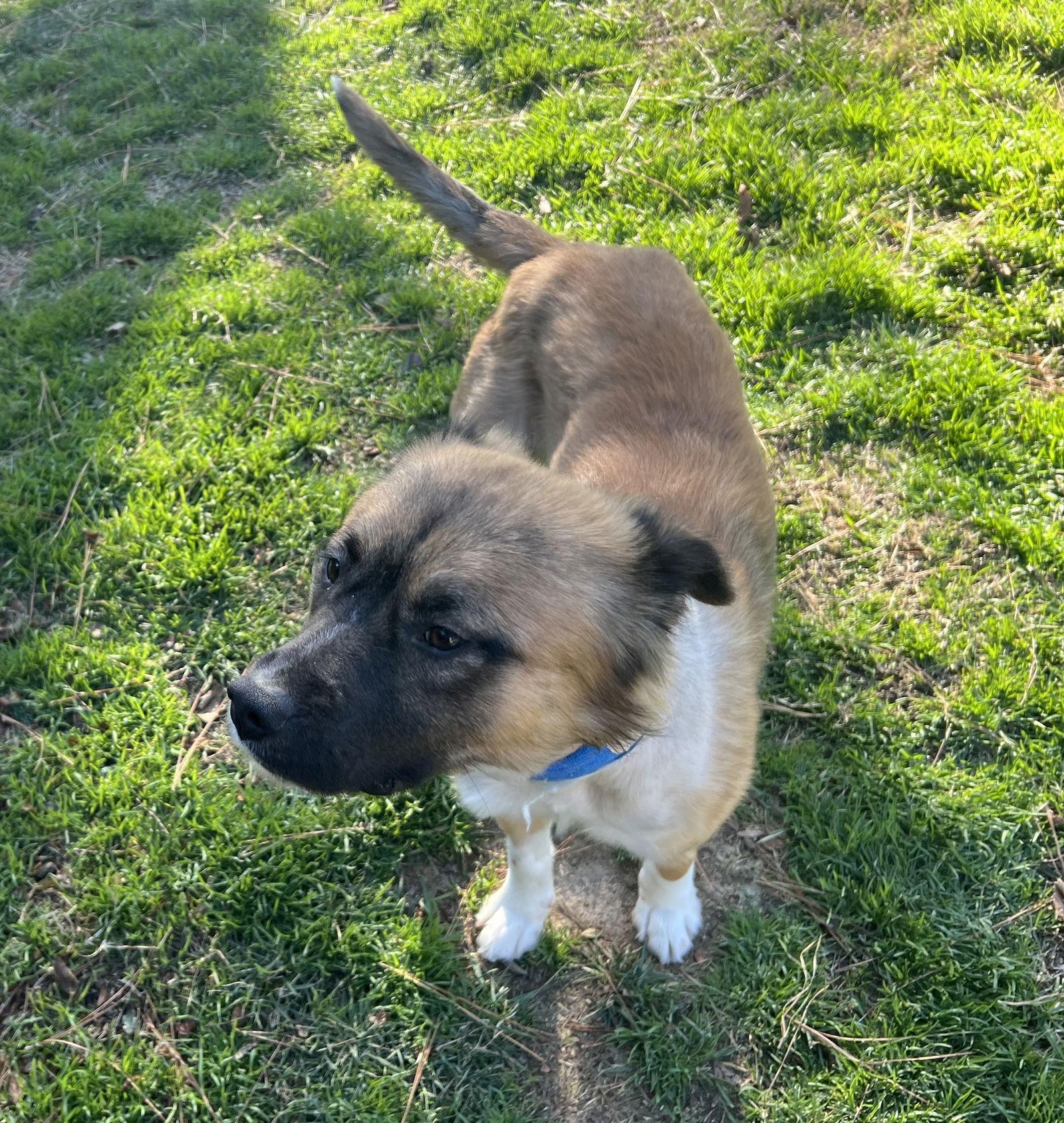 Enlarge Champion Mercury, a Adopted Shetland Sheepdog / Sheltie in Alpharetta, GA image 3/3