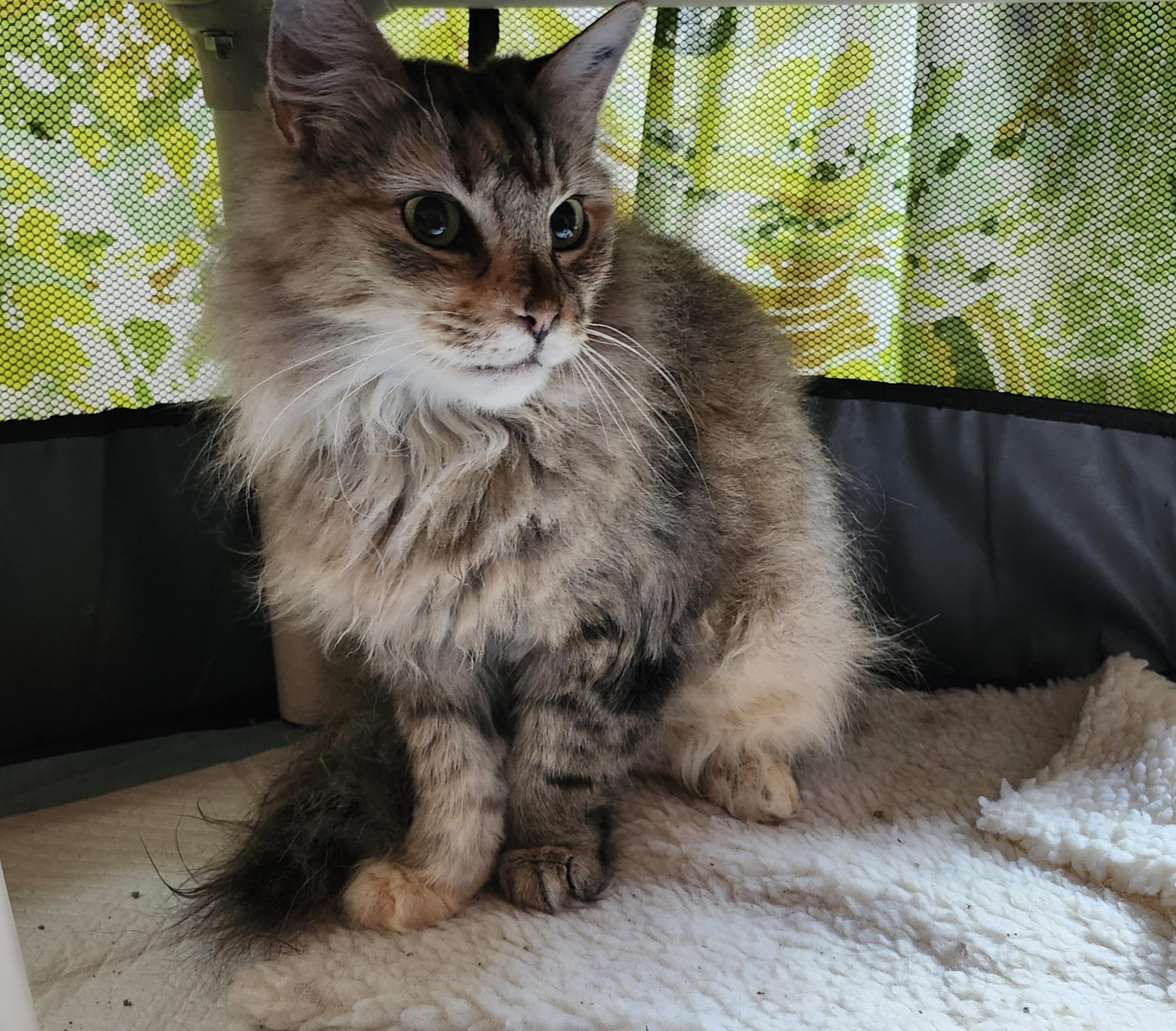 Enlarge "JAZZIE", a ADOPTABLE mixed breed in North East, MD image 2/4