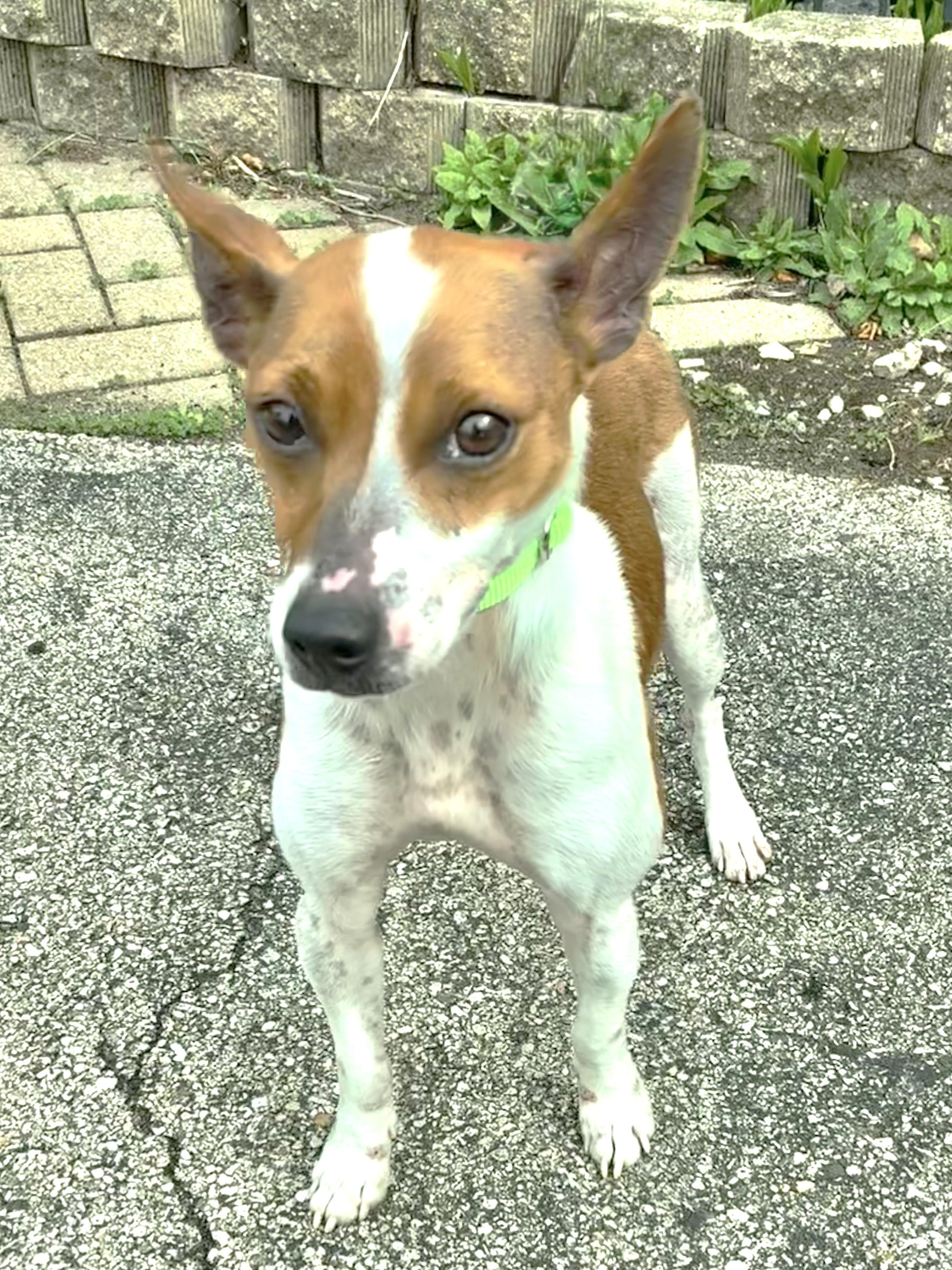 Enlarge Jack, a ADOPTABLE Jack Russell Terrier in West Chicago, IL image 3/3