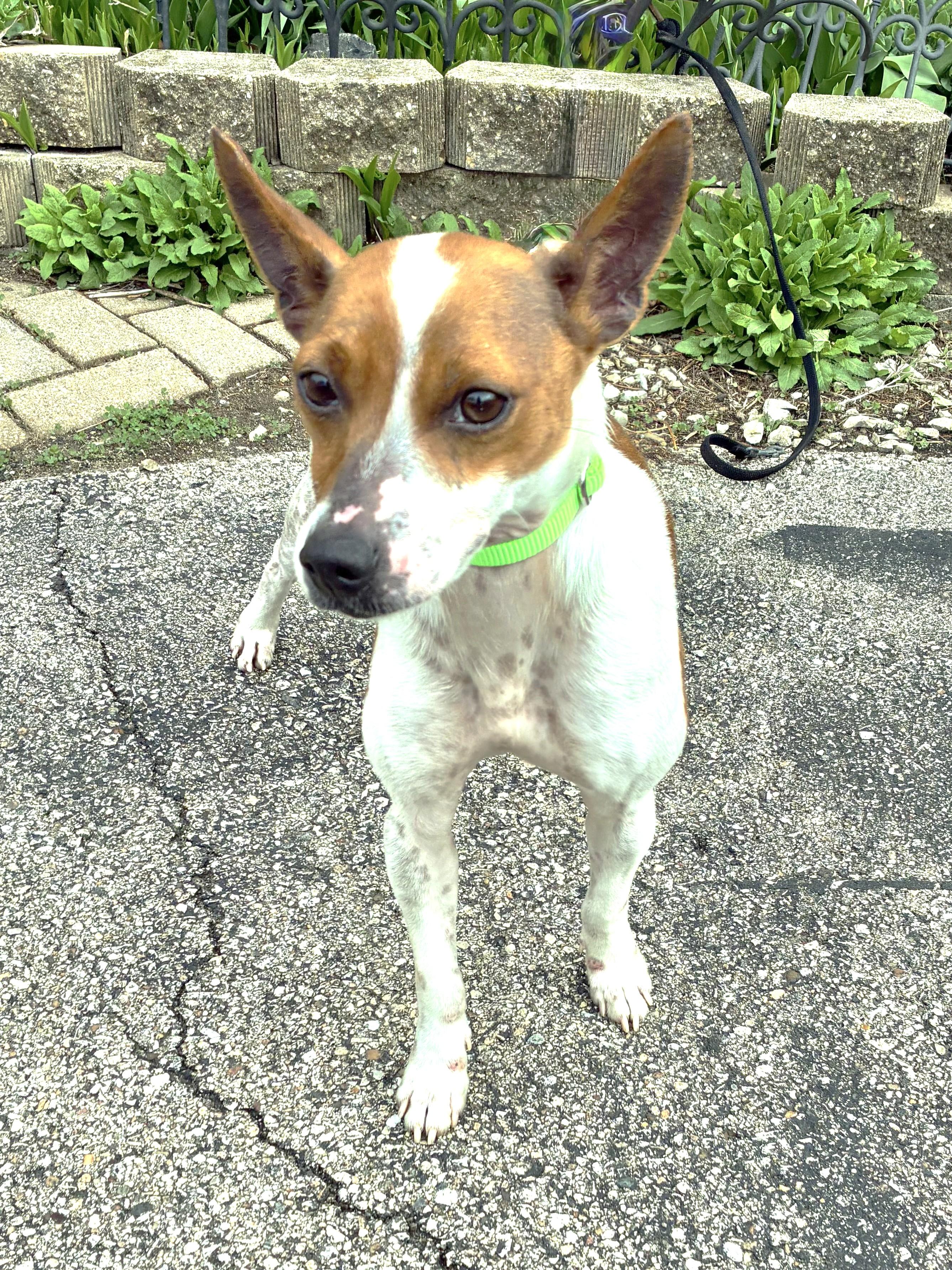 Enlarge Jack, a ADOPTABLE Jack Russell Terrier in West Chicago, IL image 1/3