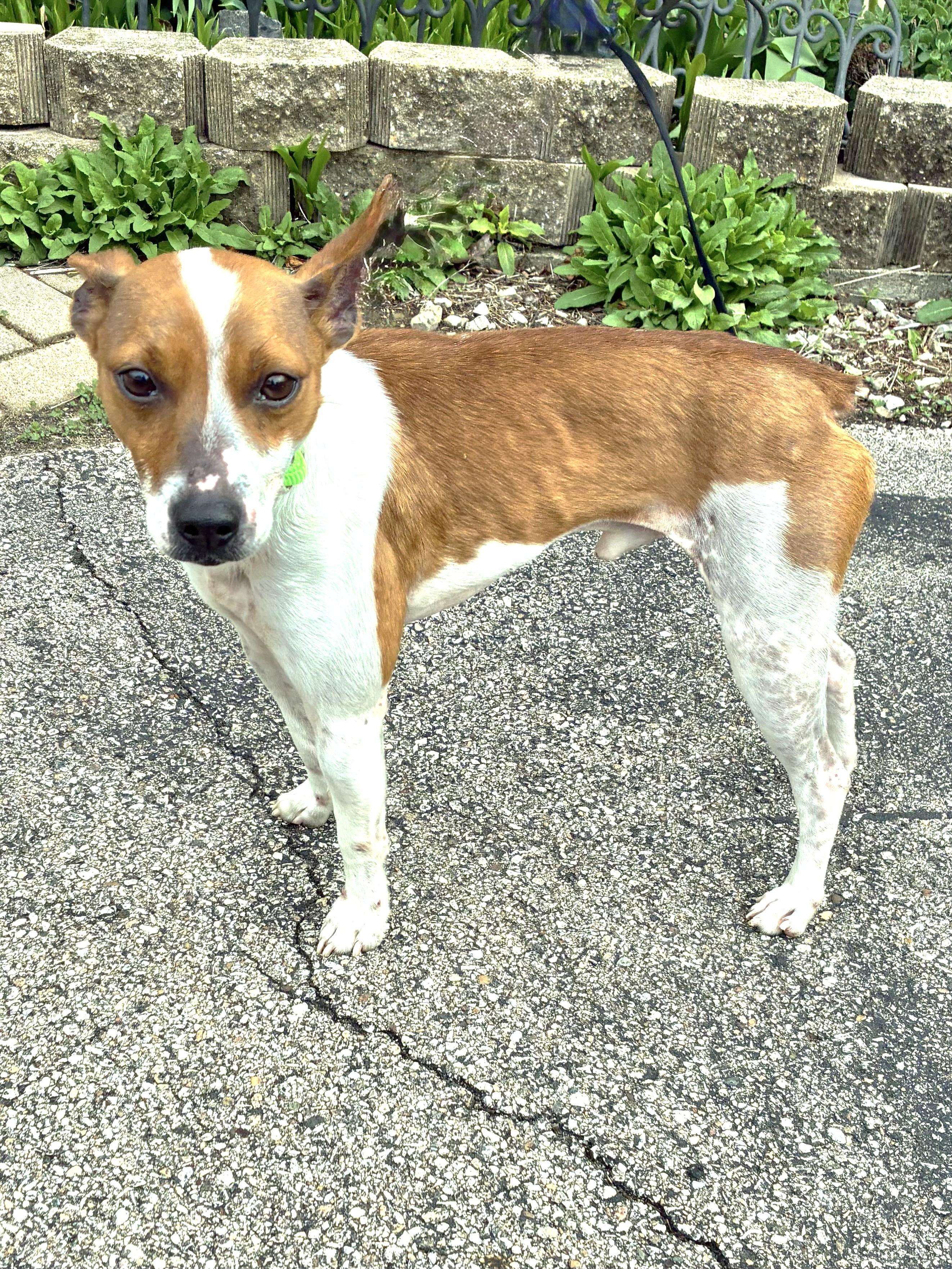 Enlarge Jack, a ADOPTABLE Jack Russell Terrier in West Chicago, IL image 2/3