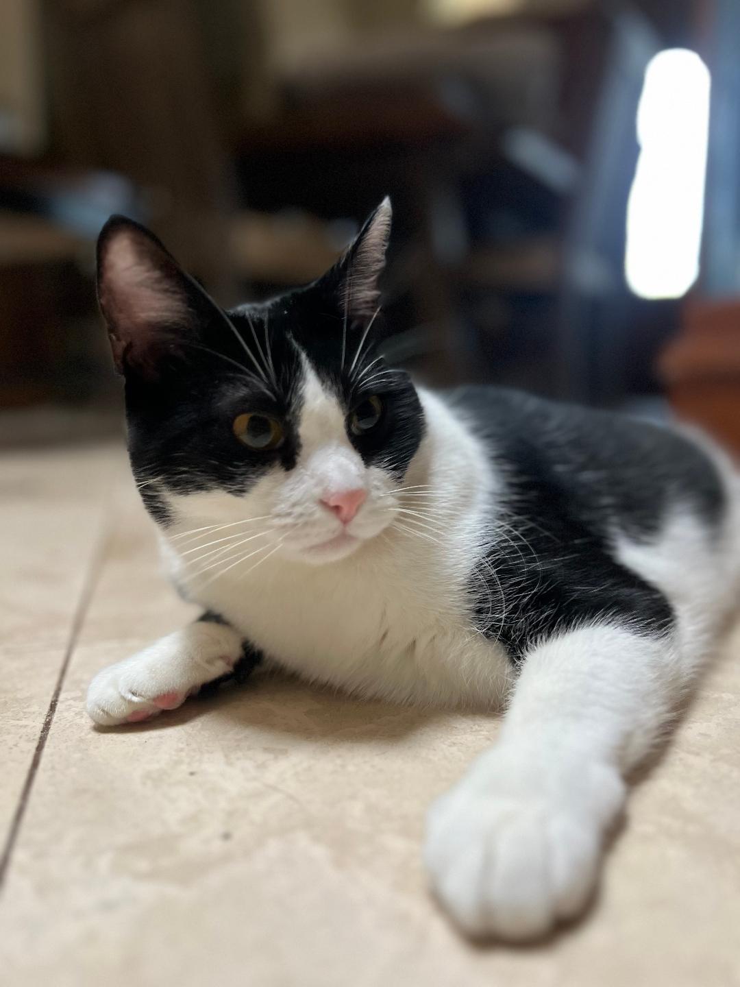 Enlarge Luna, a Adoptable Domestic Short Hair in Oceanside, CA image 4/6