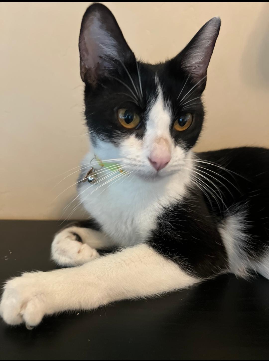 Enlarge Luna, a Adoptable Domestic Short Hair in Oceanside, CA image 5/6