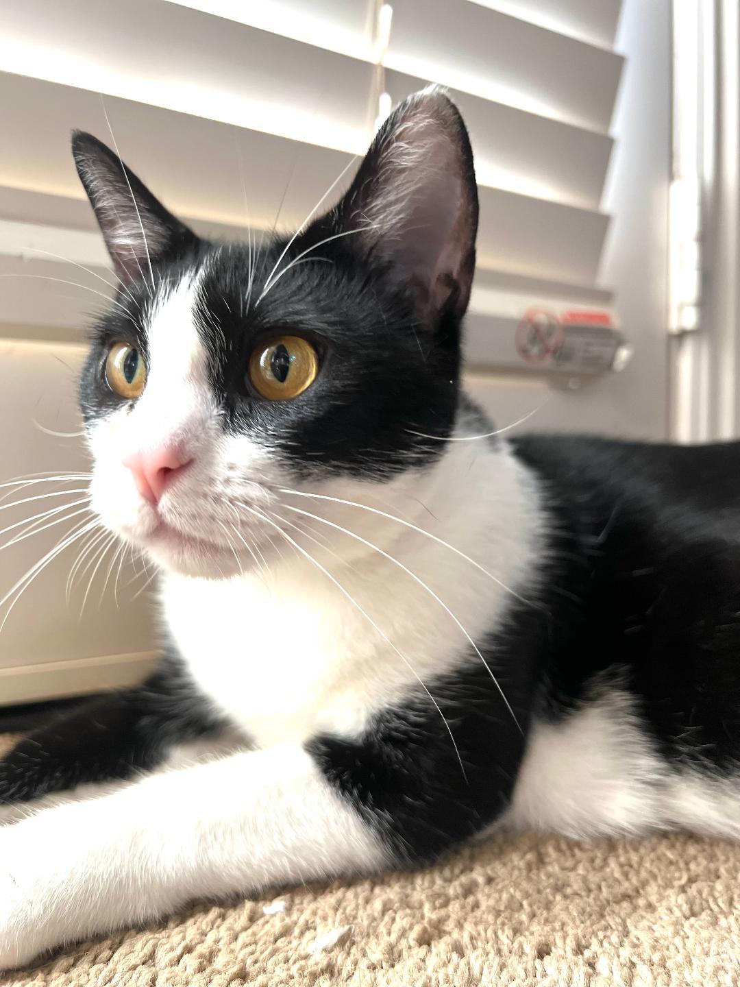 Enlarge Luna, a Adoptable Domestic Short Hair in Oceanside, CA image 2/6