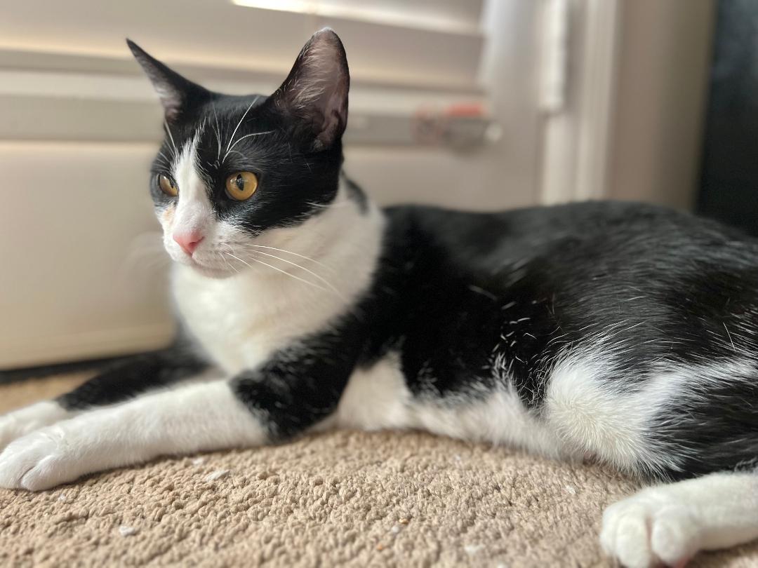 Enlarge Luna, a Adoptable Domestic Short Hair in Oceanside, CA image 3/6